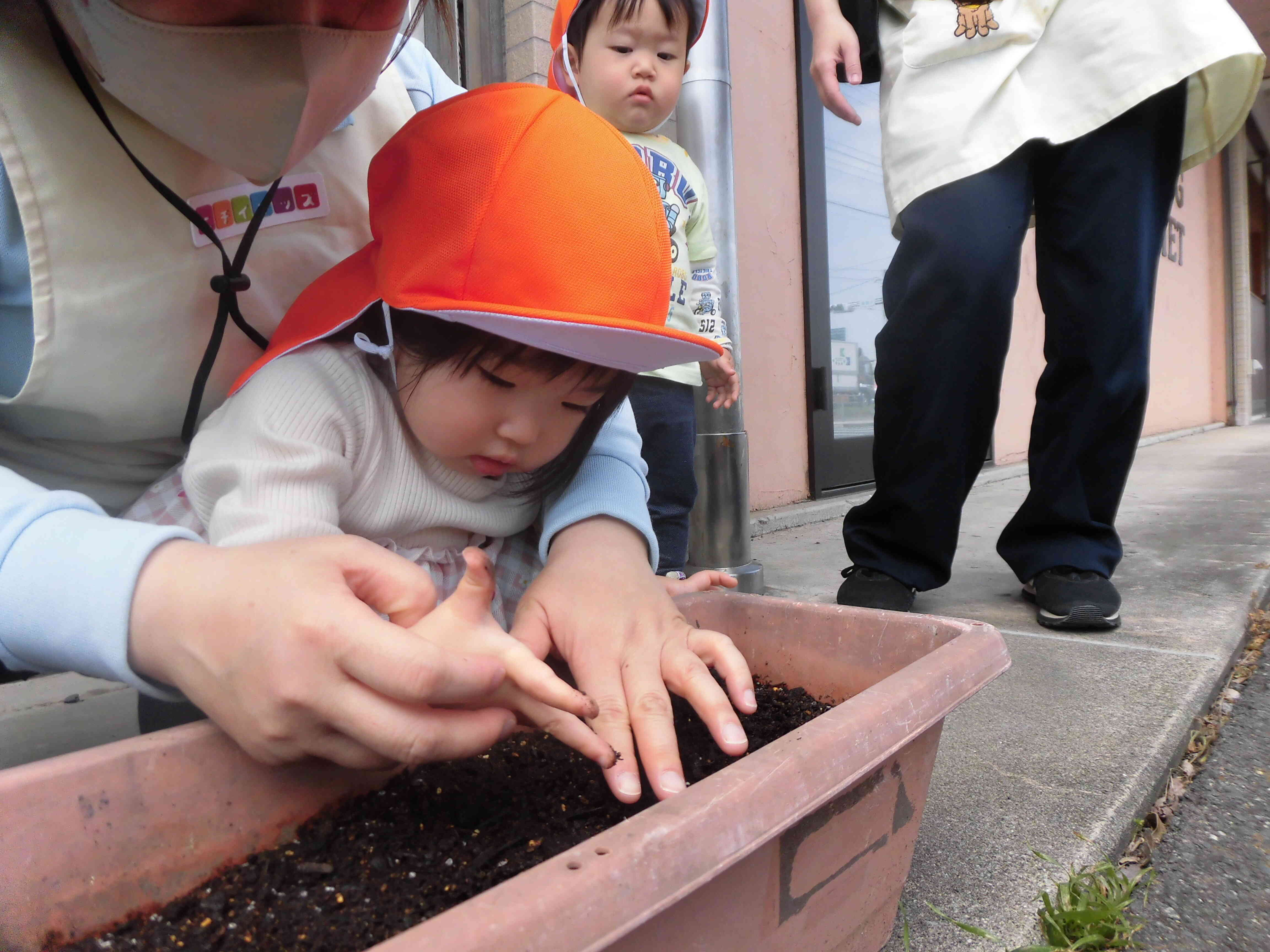 あひる組のお友だちも、種まきをしました！