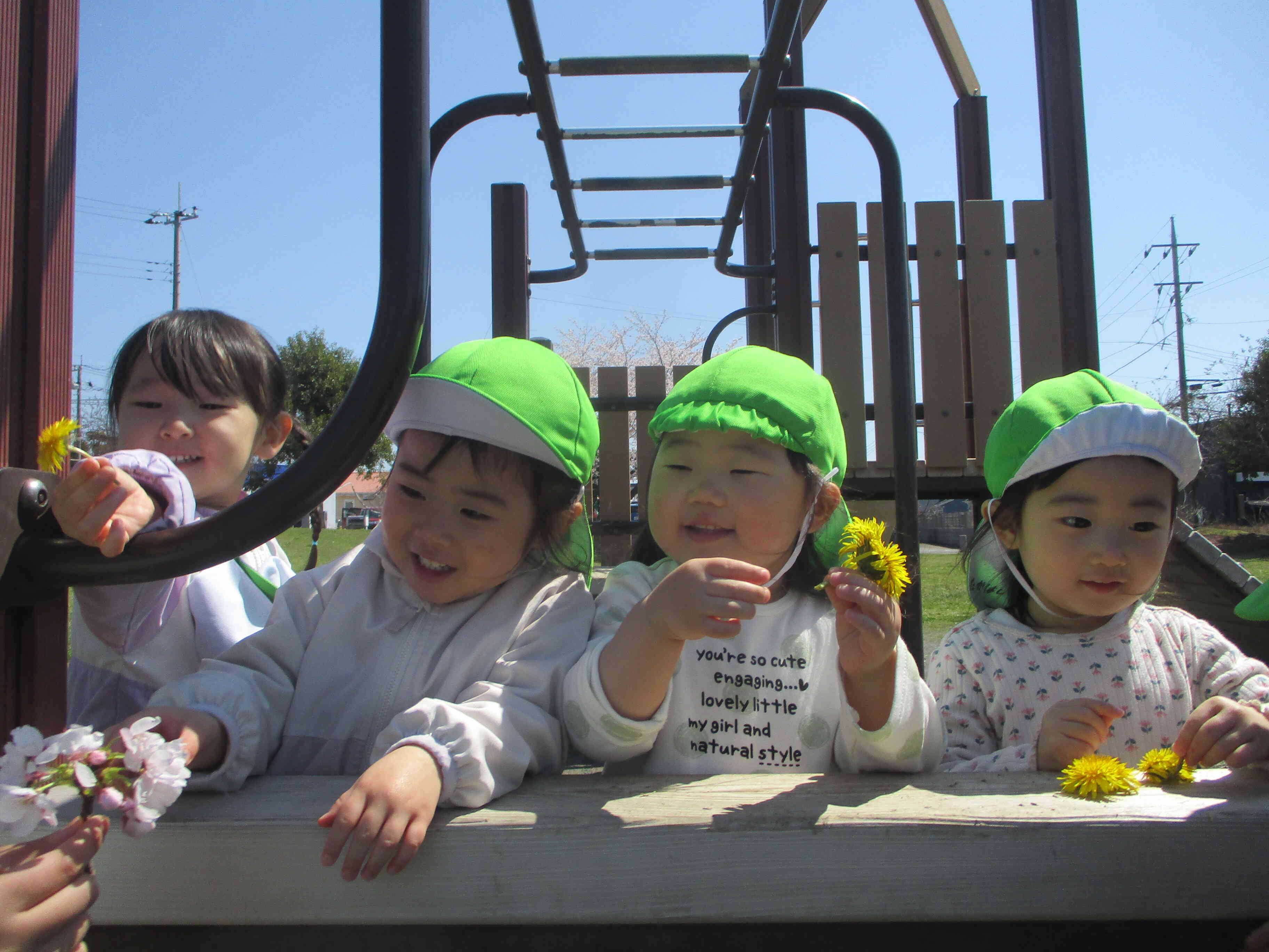 「たんぽぽ、いりますか？」