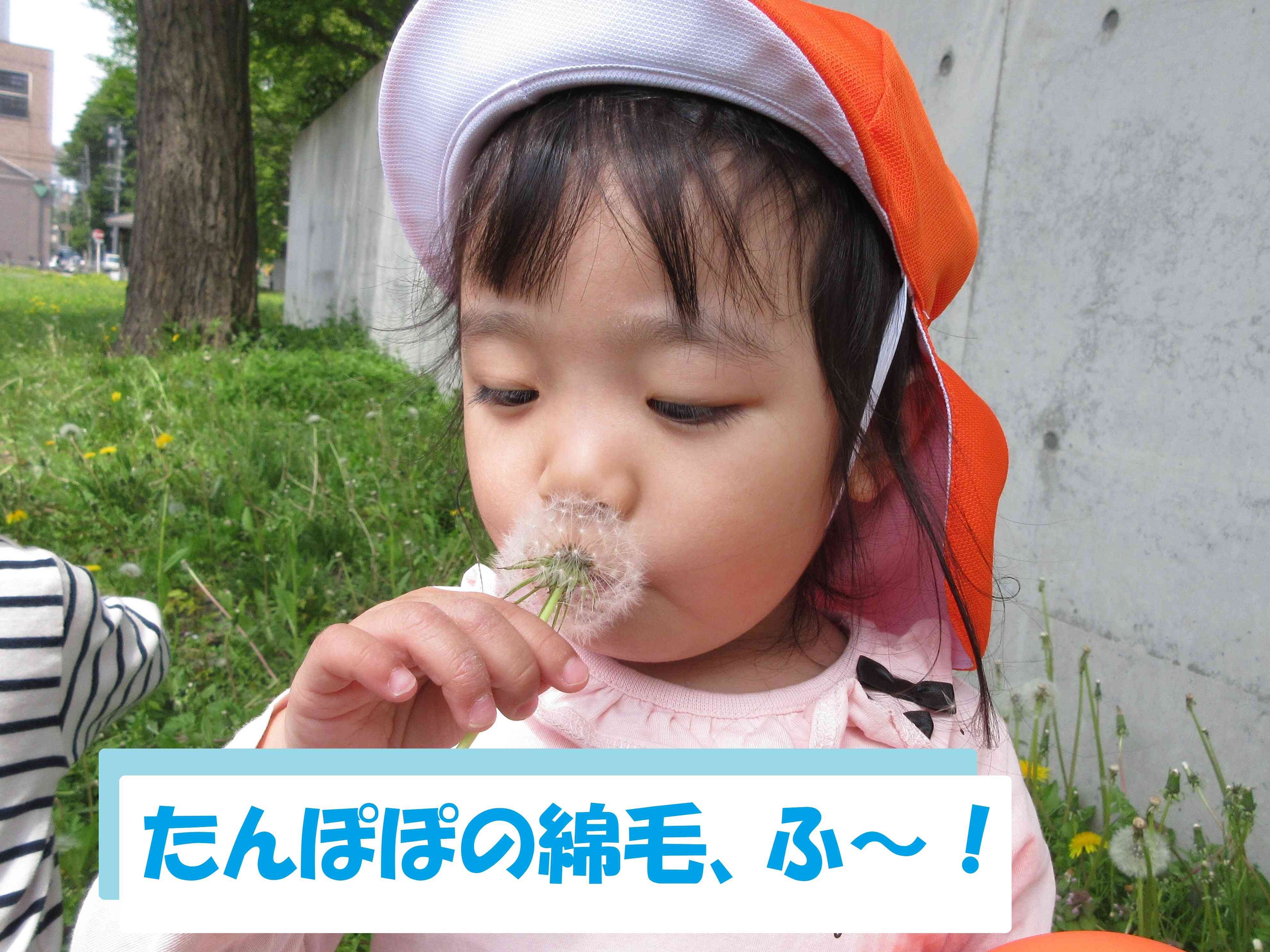 たんぽぽの綿毛たっくさん