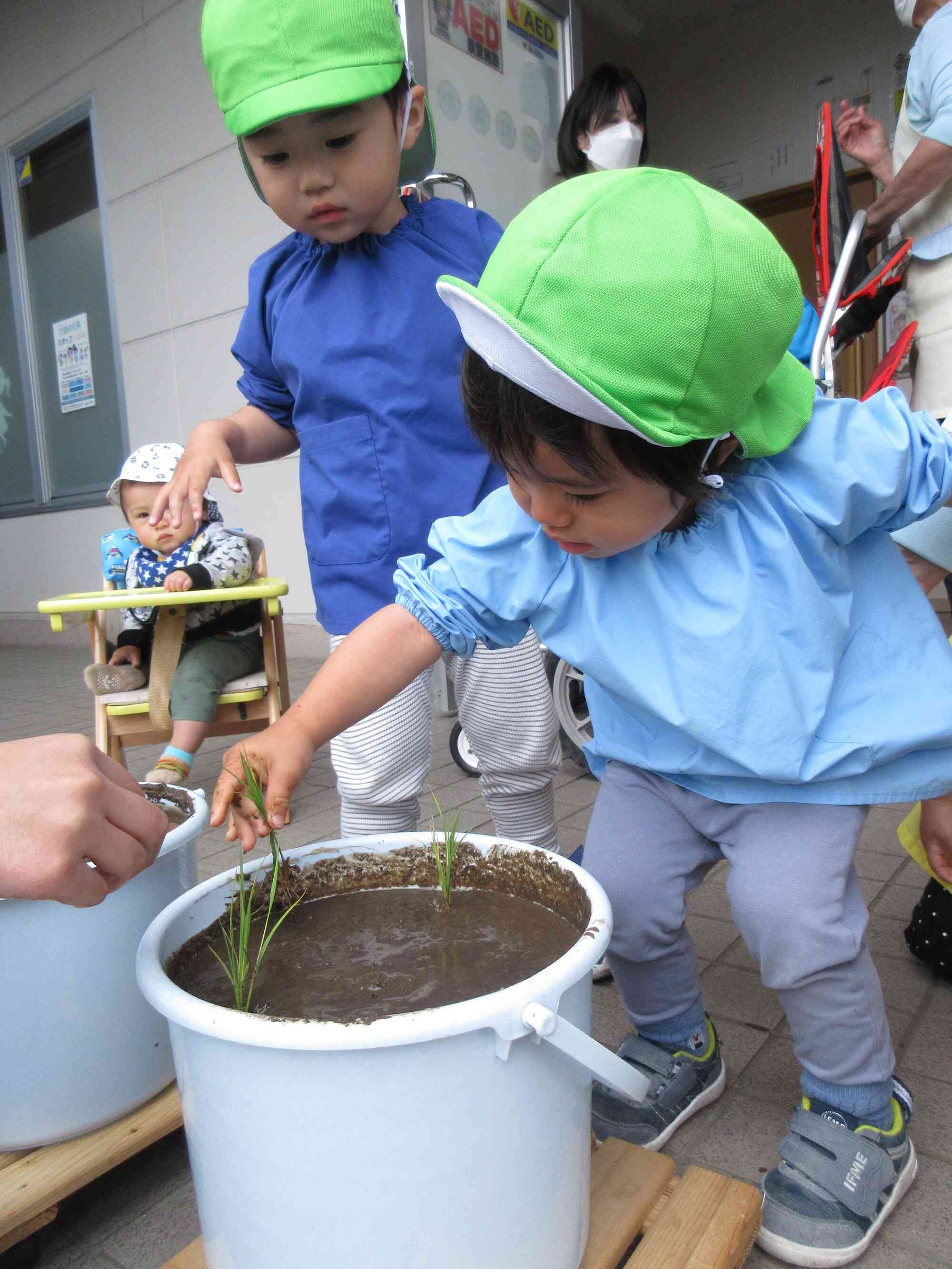 田植え体験