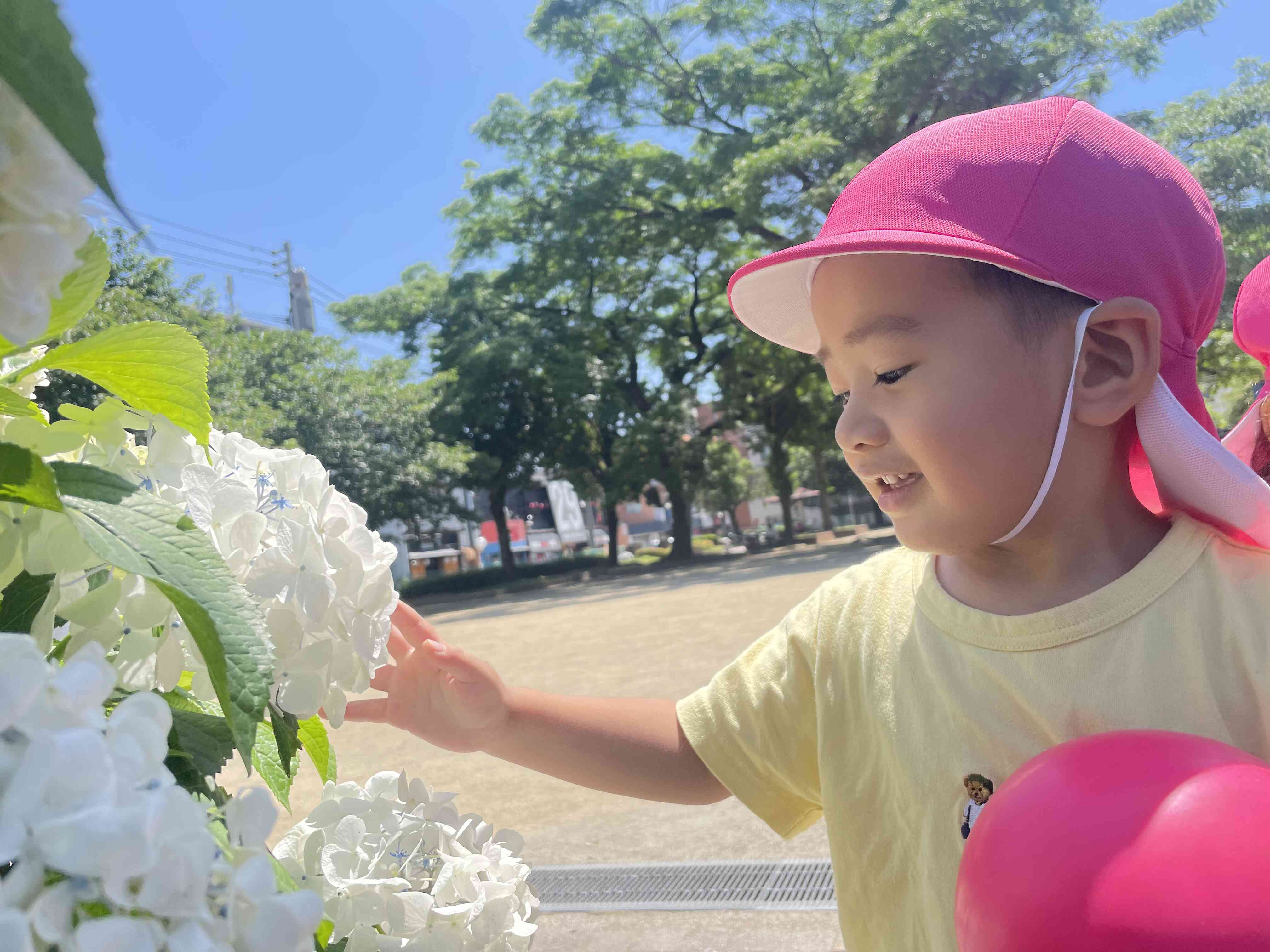 紫陽花を見つけたよ☆