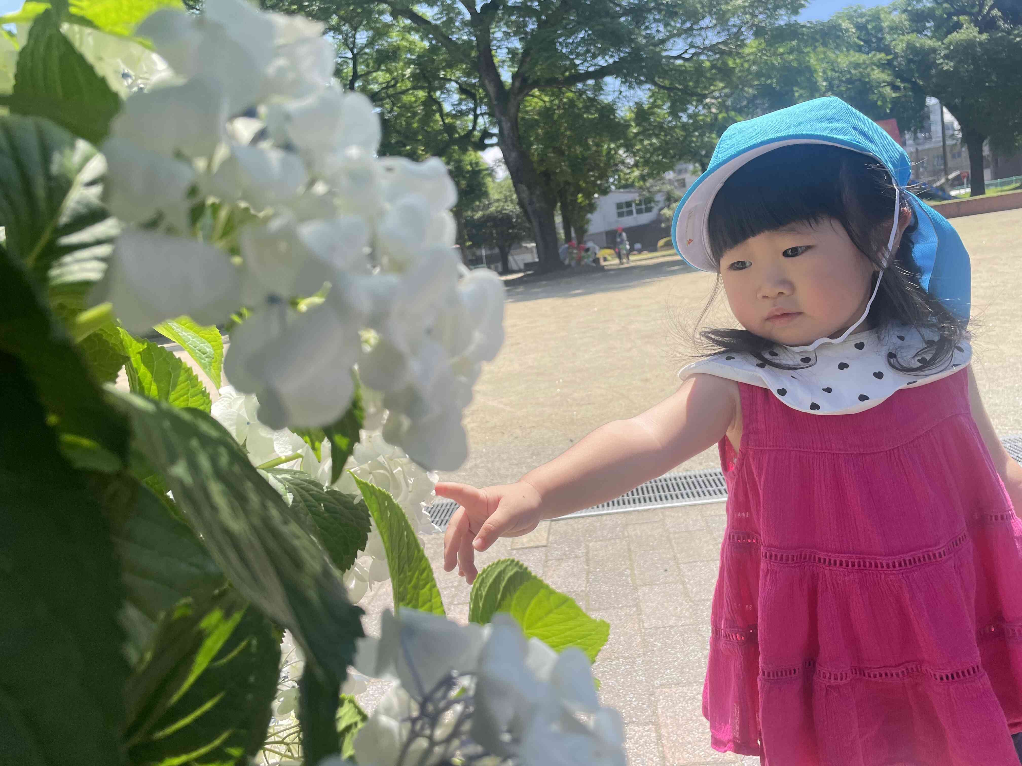 きれいな紫陽花をみつけたよ♪