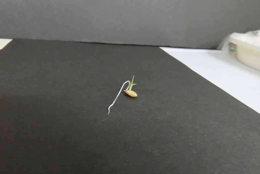 成長した種もみ