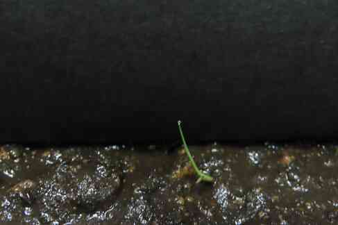水玉って知ってますか?