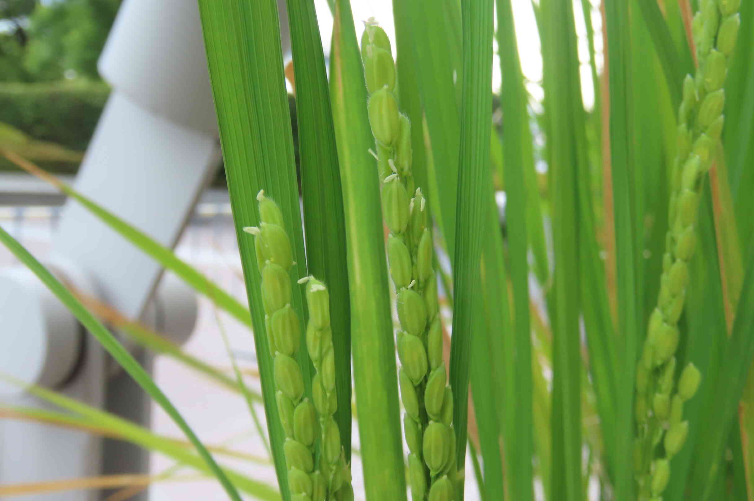 稲のお花