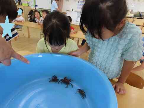 カニを観察(以上児組 3・4・5歳児)