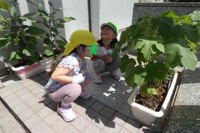ナスの収穫(以上児組 3・4・5歳児)