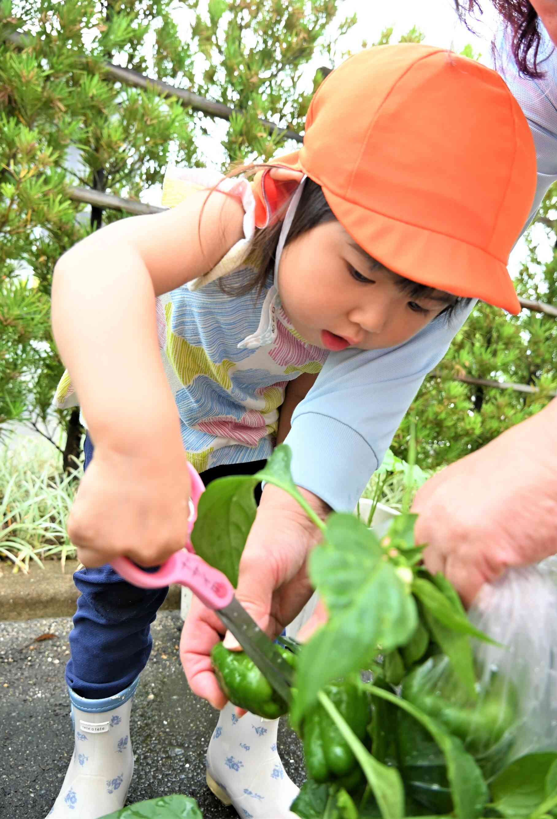 野菜の収穫☆