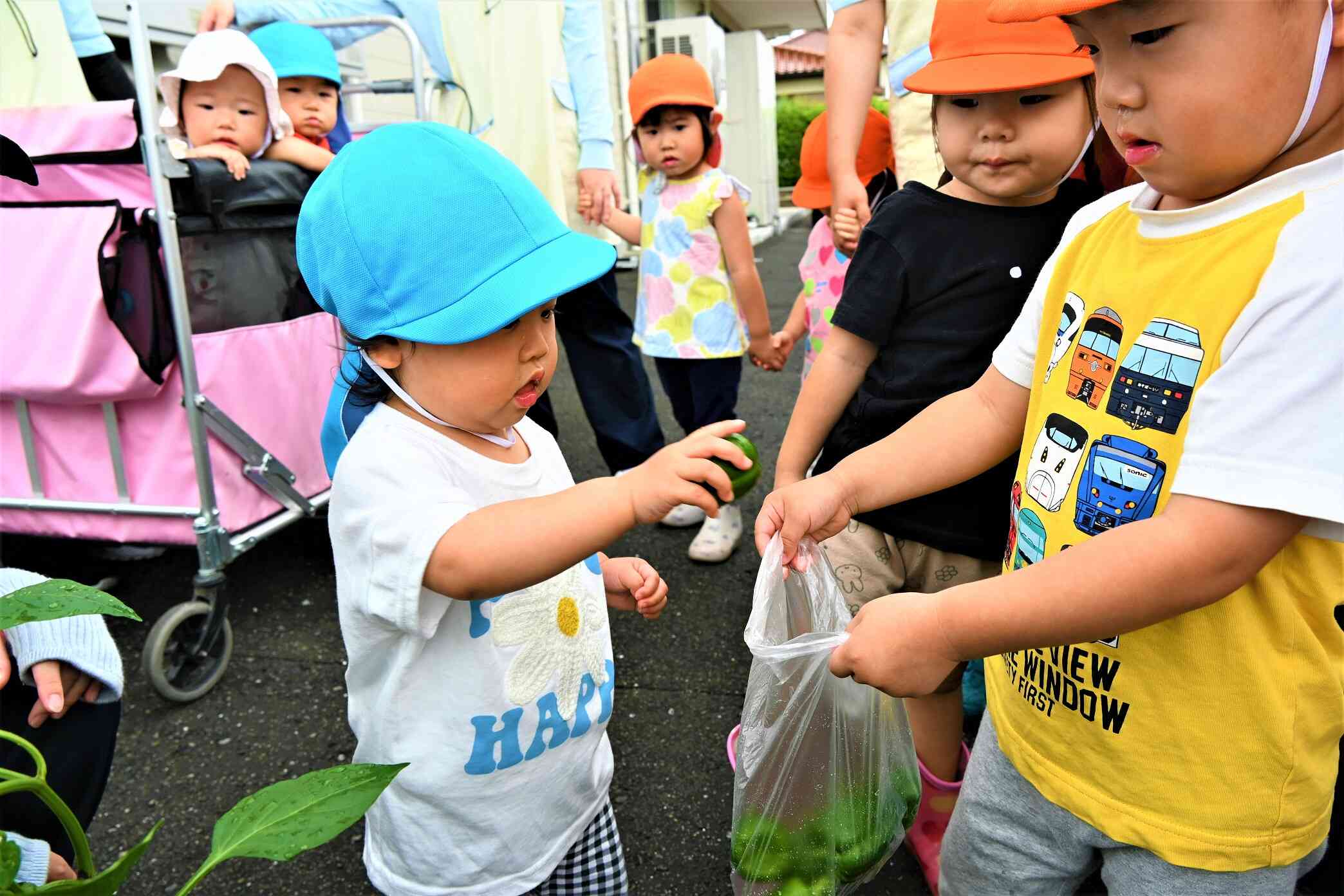 収穫したピーマンは袋に入れて☆
