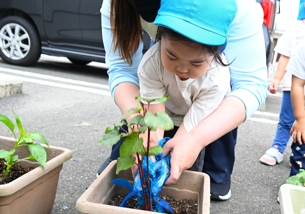 食育☆野菜の苗を植えよう