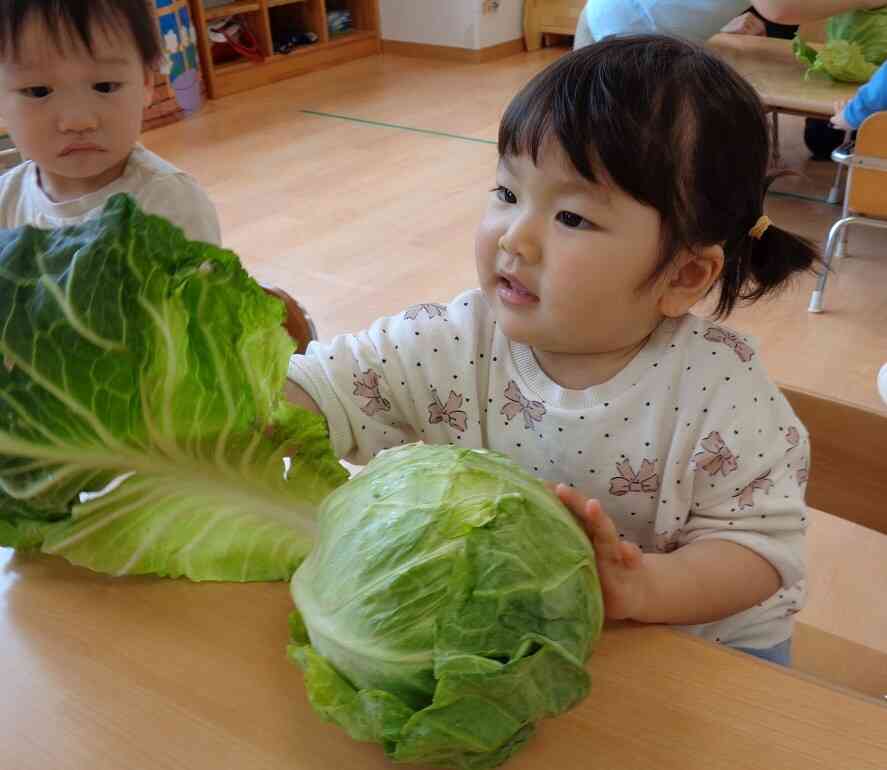食育（キャベツ）