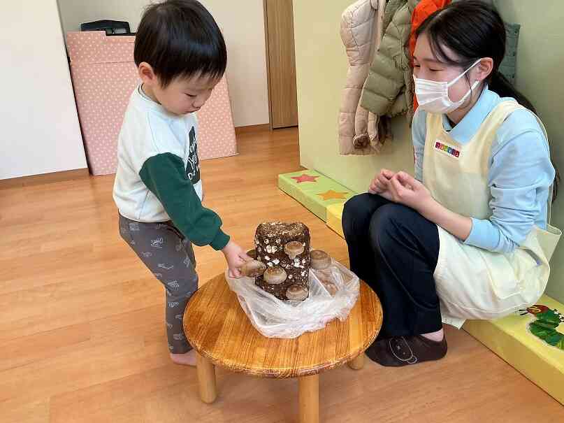 きのこ収穫したよ