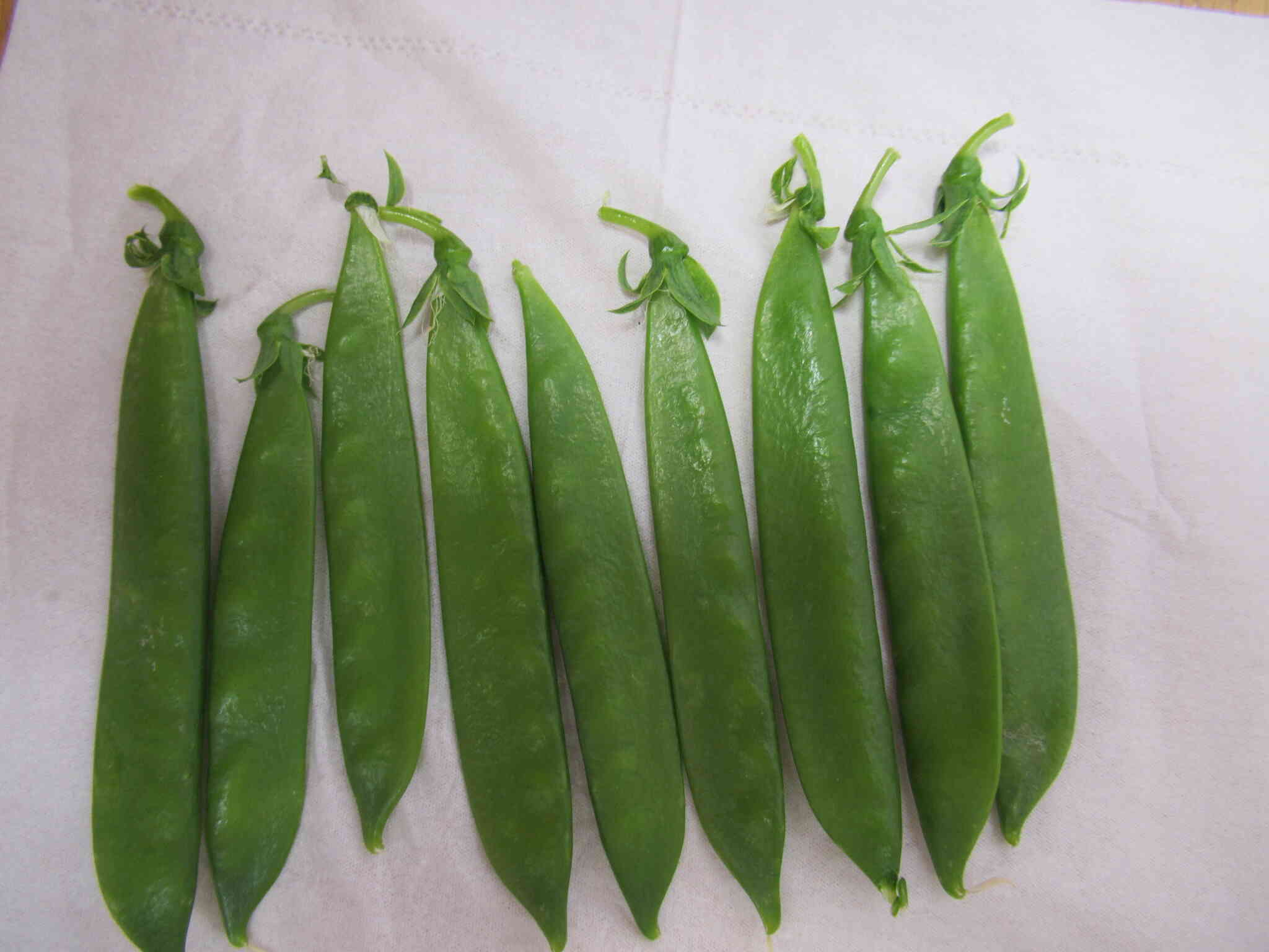 食育：野菜の収穫【5歳児クラス：きりん組】