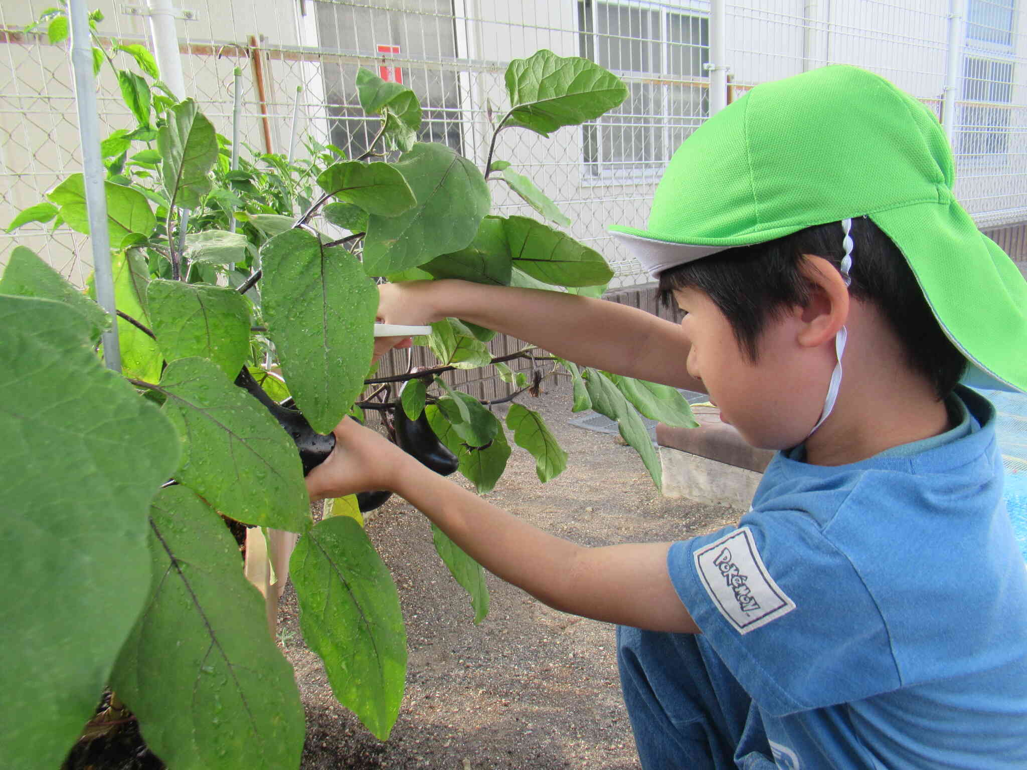 夏野菜の収穫【5歳児クラス：きりん組】