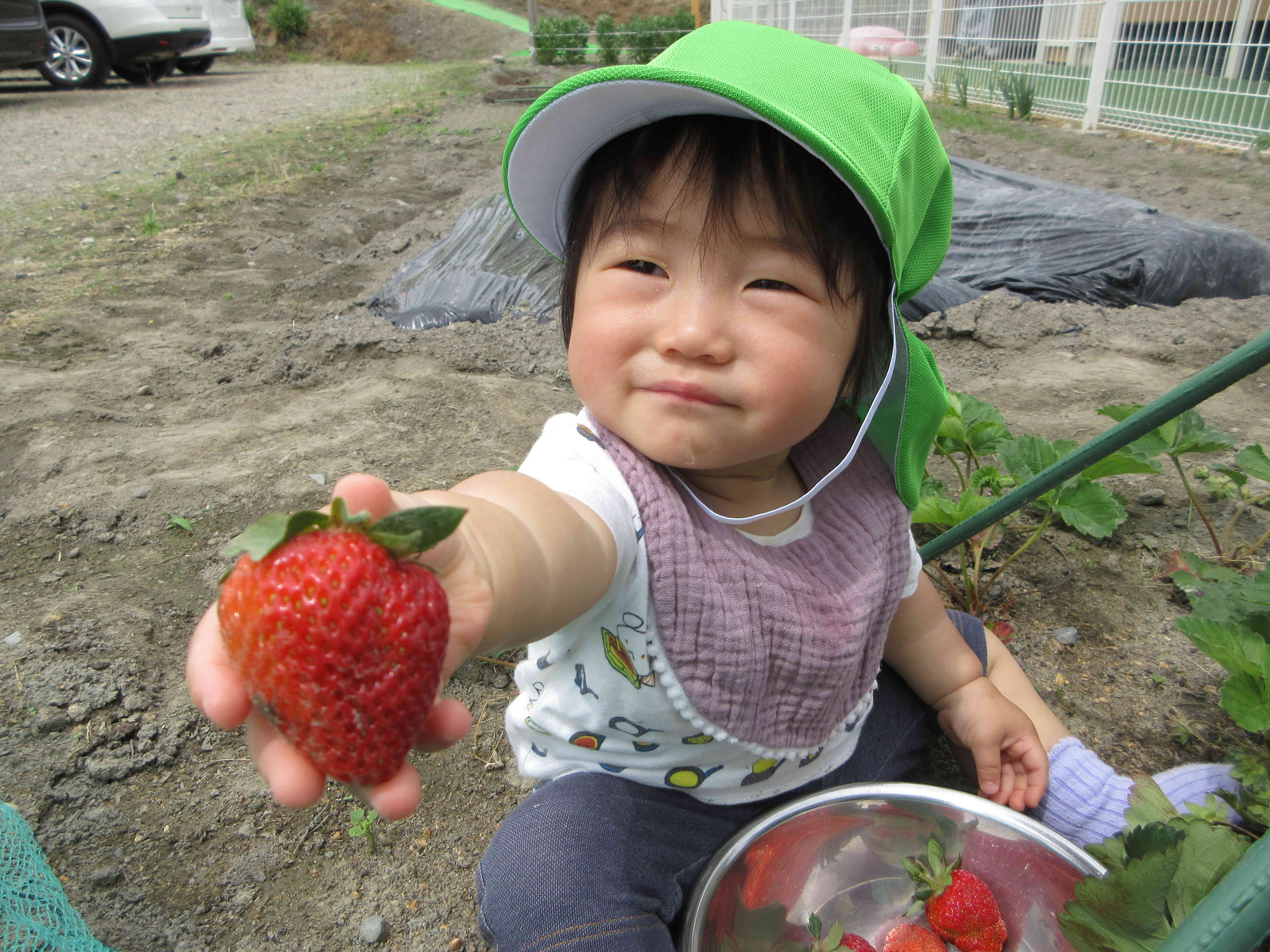 いちご狩り