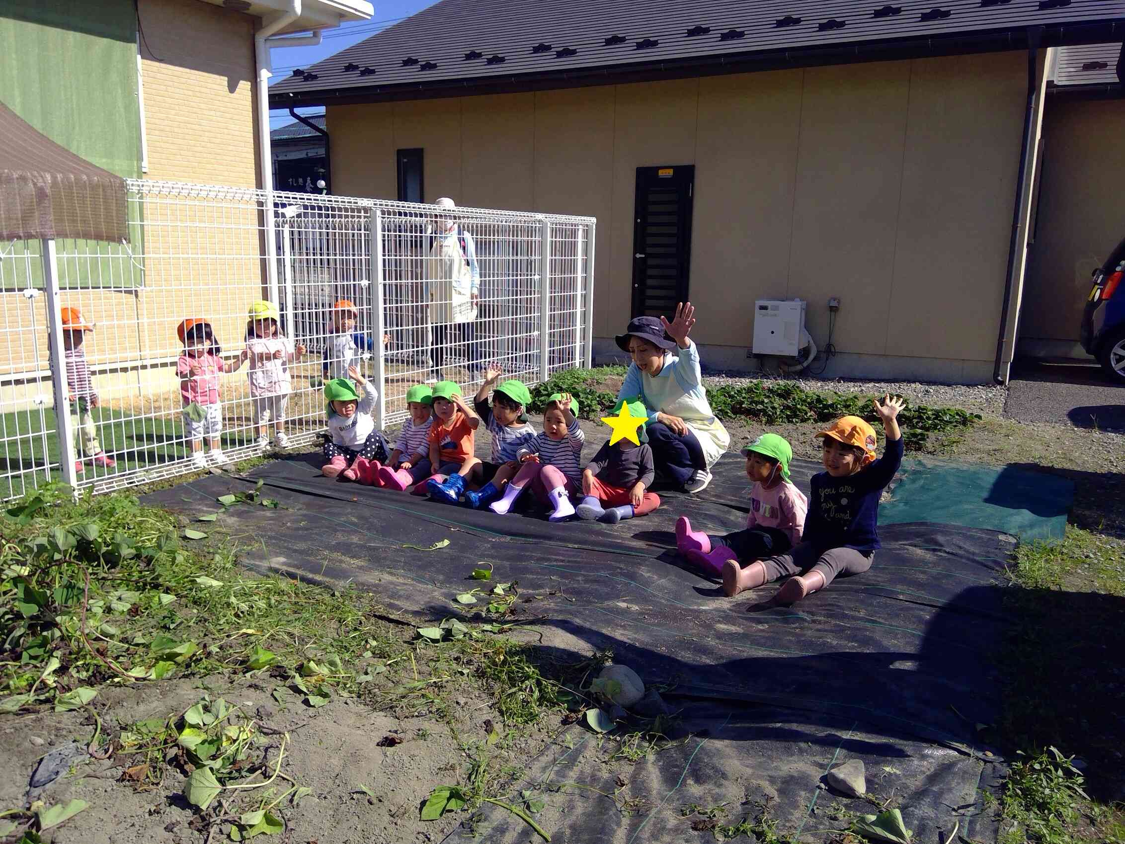 さつまいも掘り