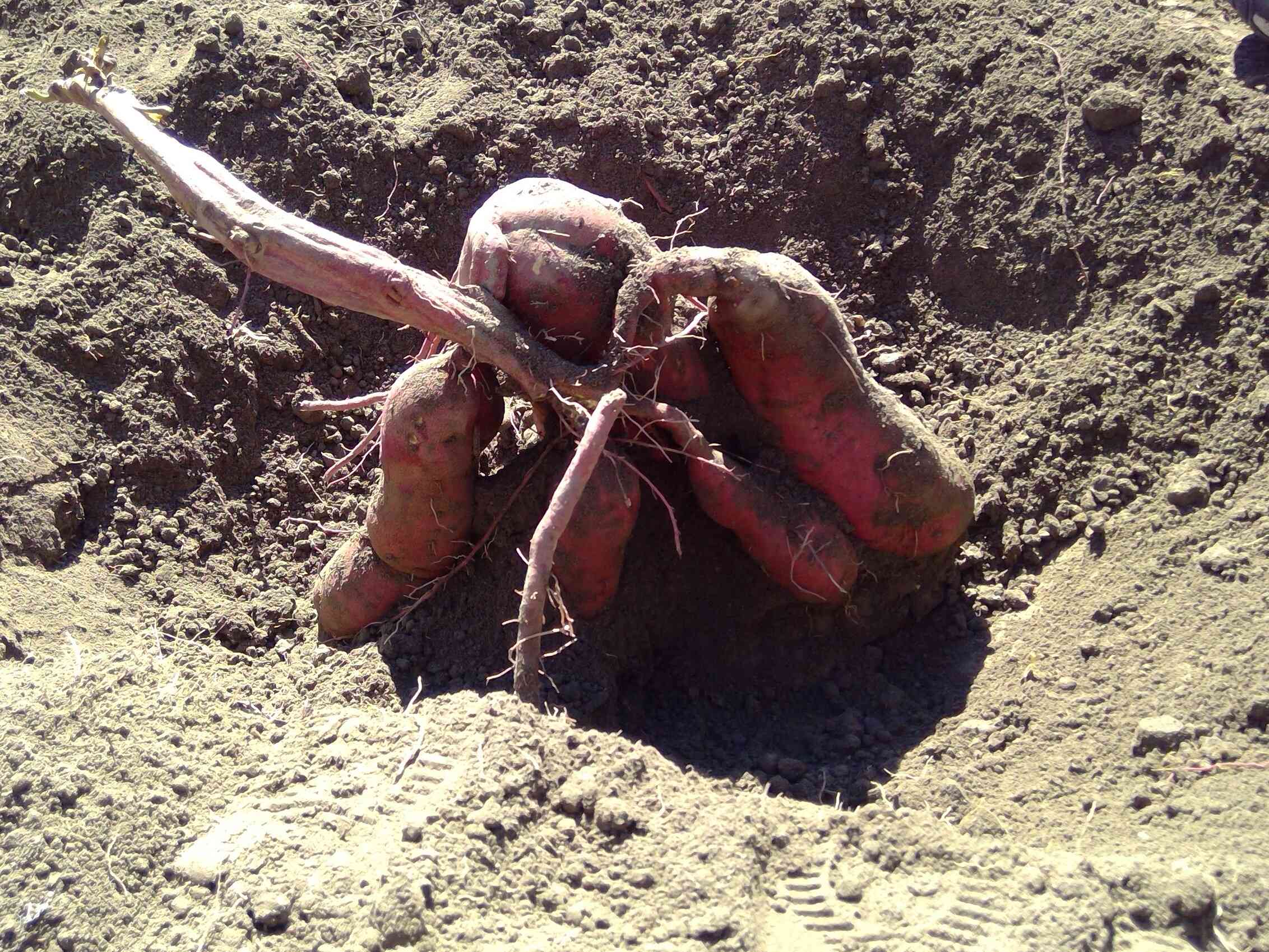 立派なさつまいも