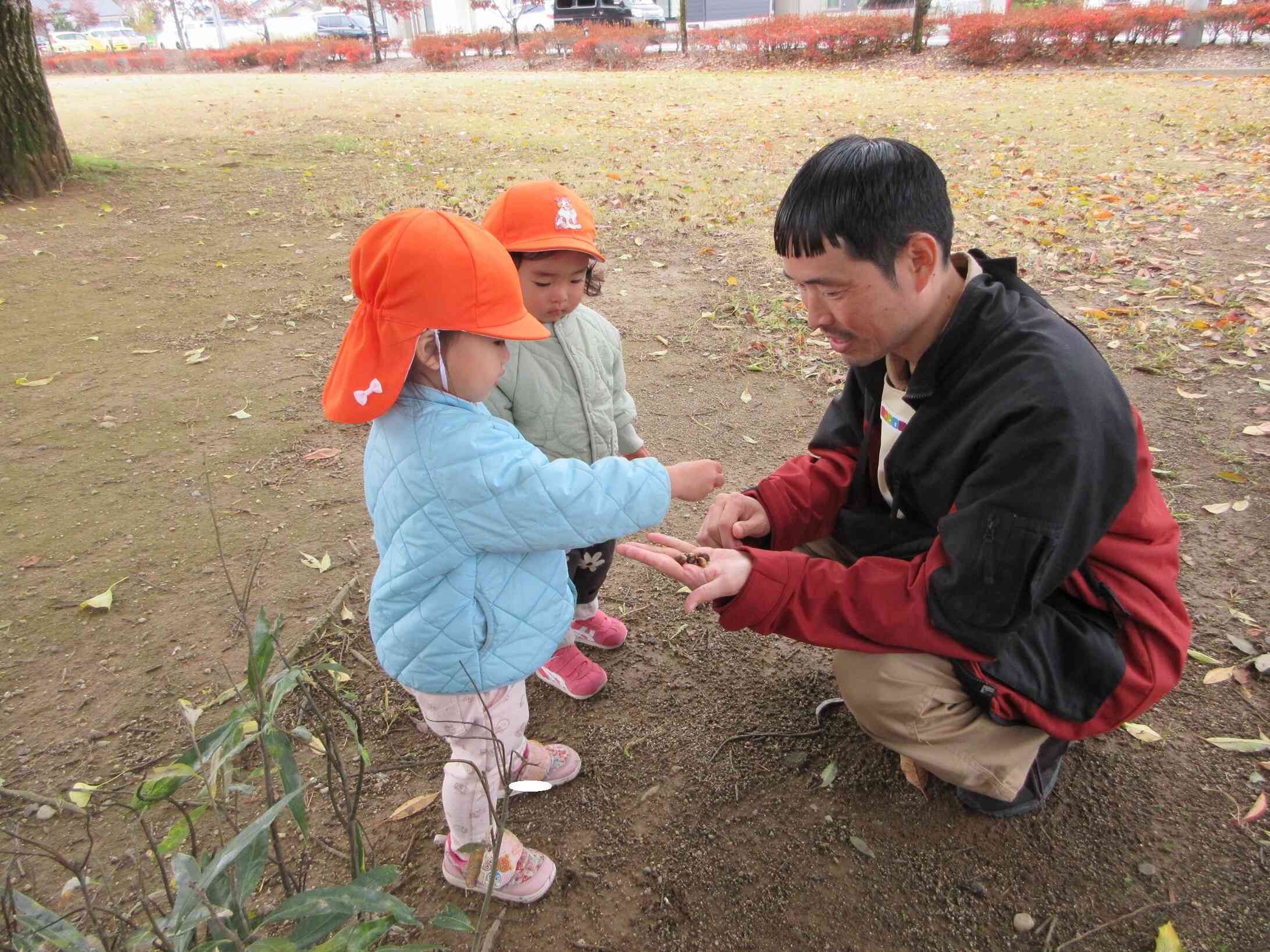 先生、どんぐりど~ぞ。