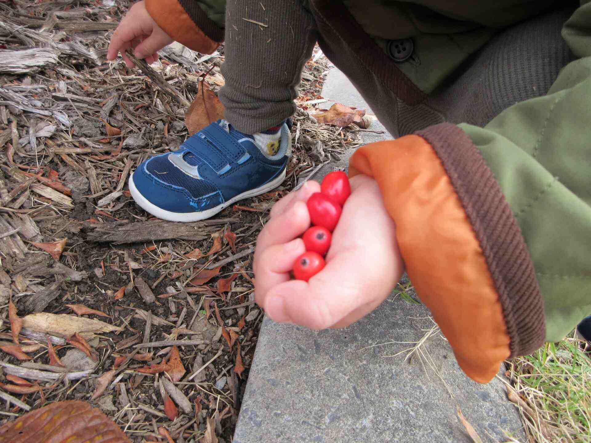 木の実みつけたよ