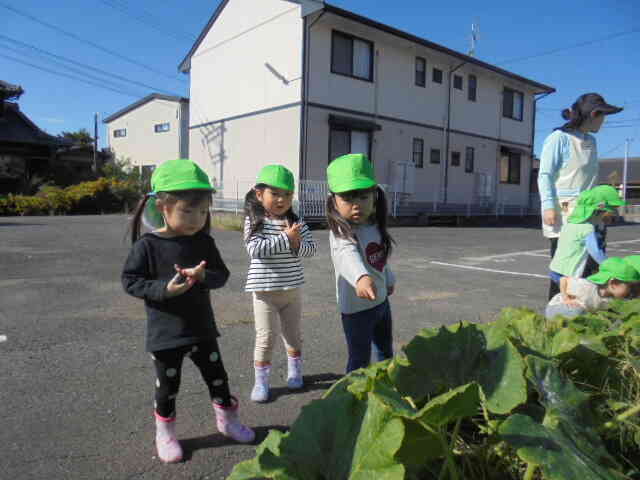 「あー、かぼちゃあったー」