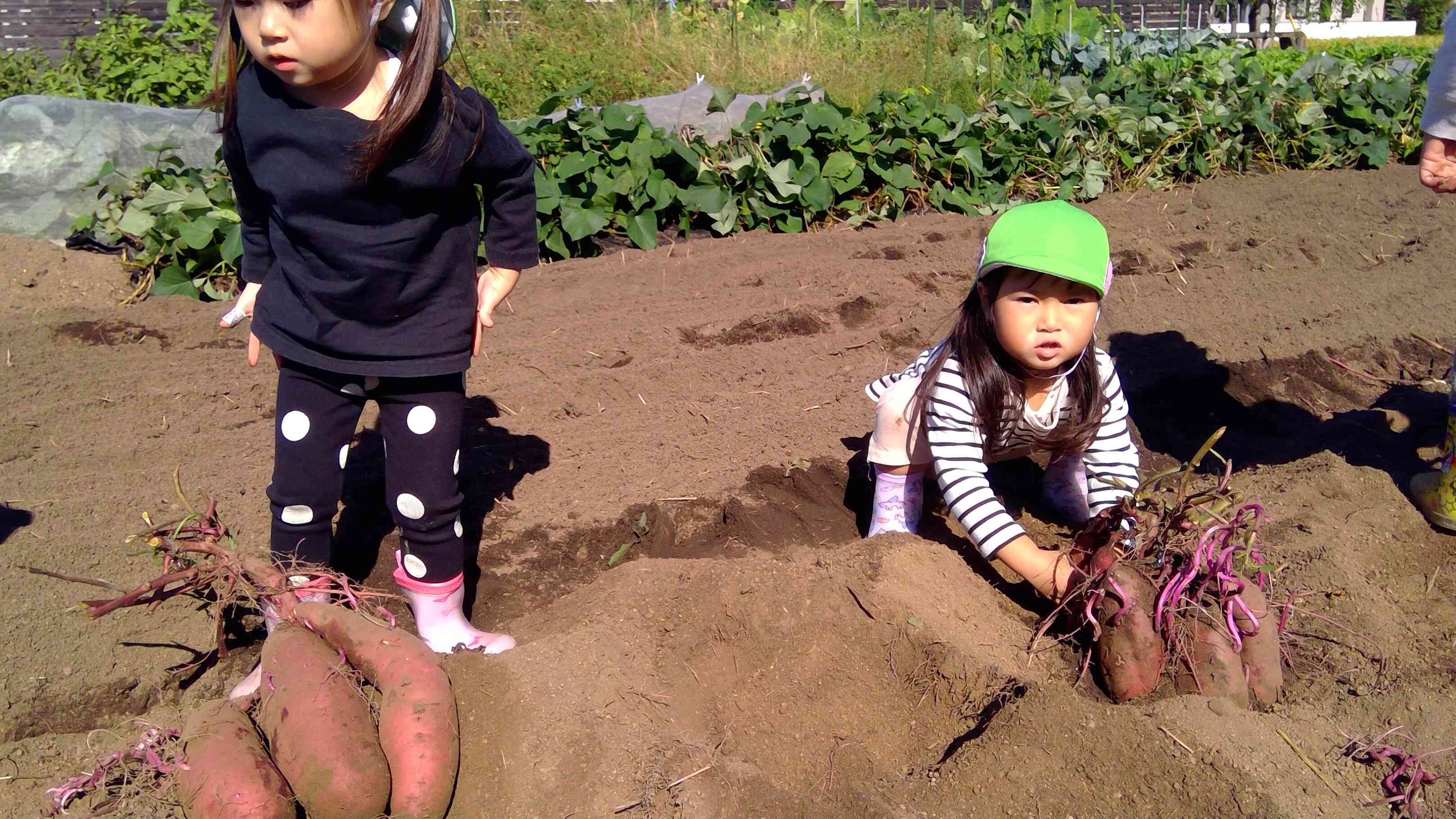 「虫さんでてきたー」