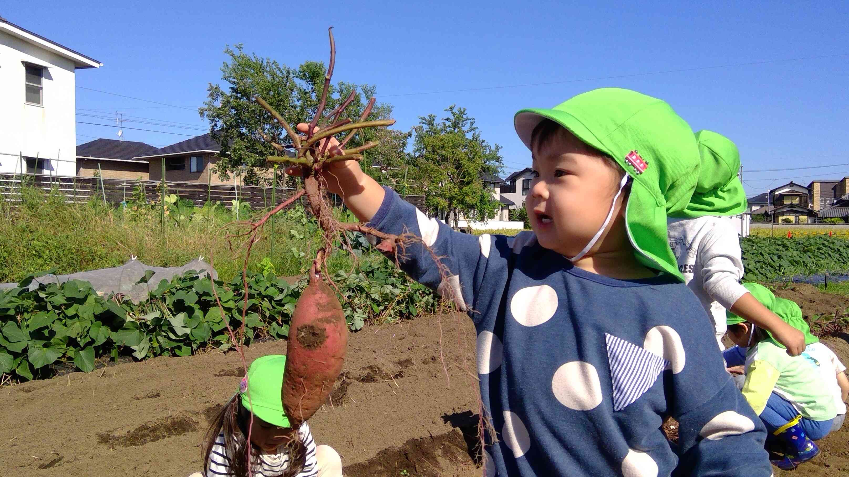 「みてみてー、おいもだよー」