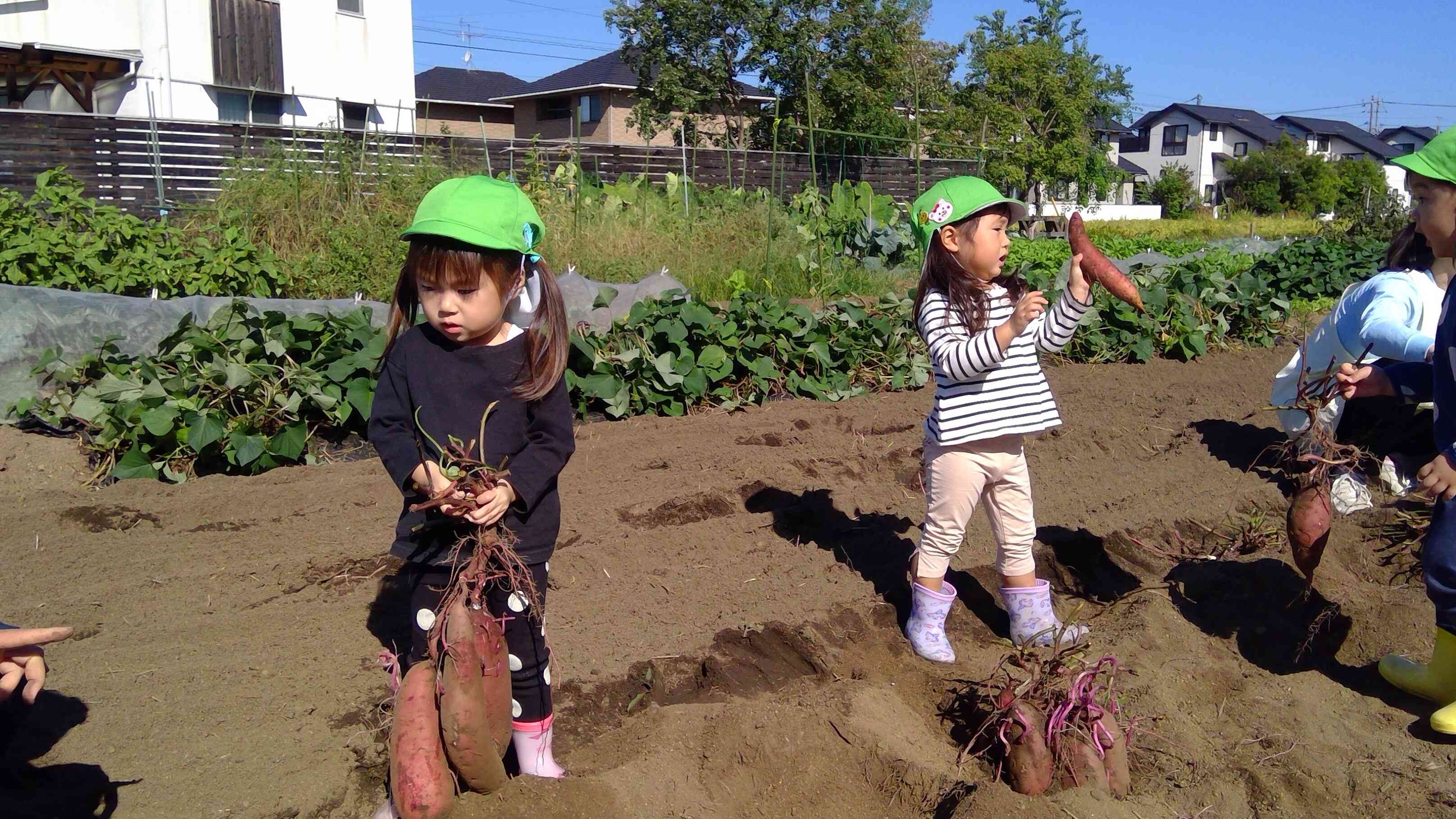 「よいしょ、よいしょ、おいもおもーい」