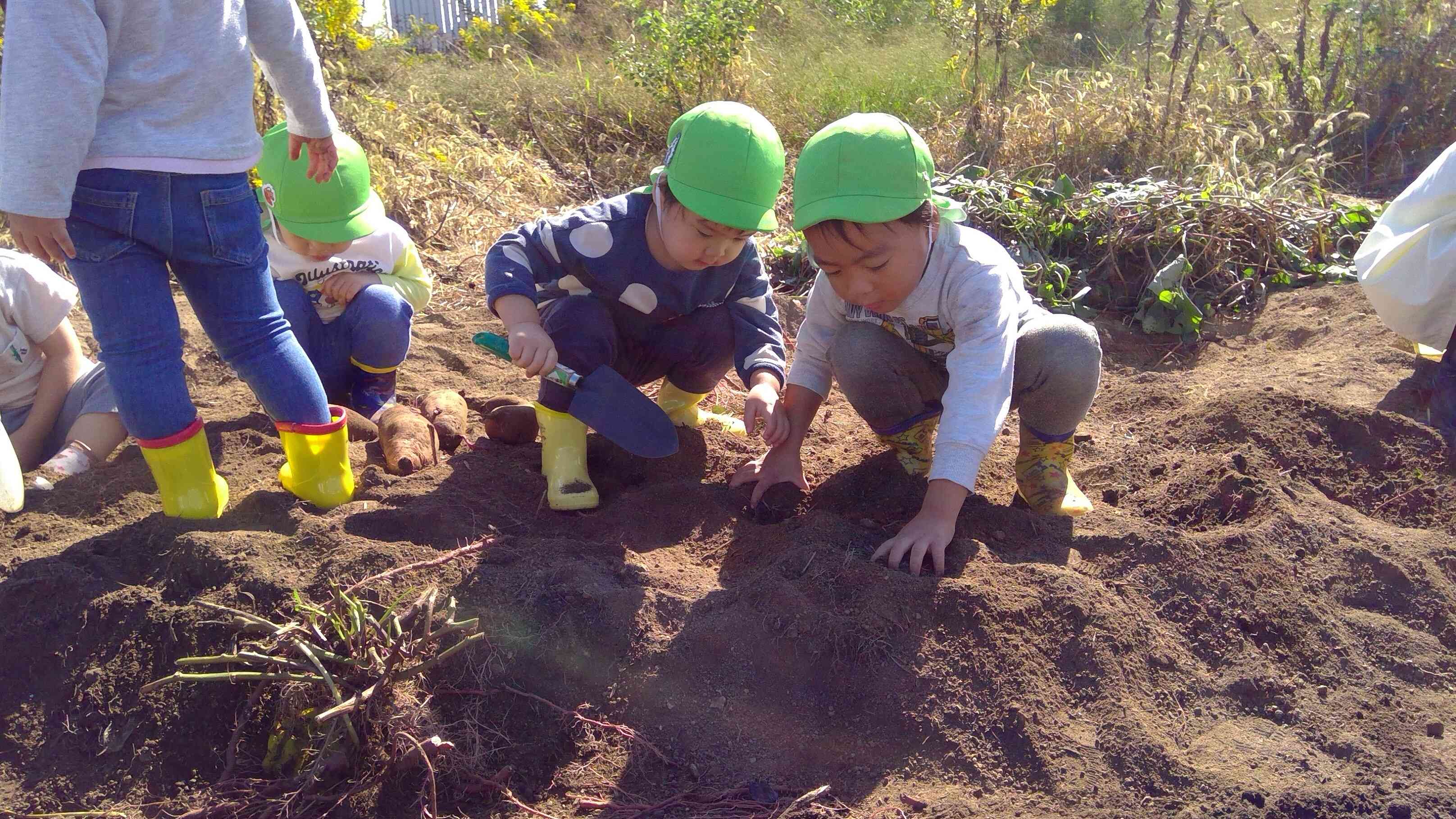 「みてみてー、おいもみーつけたー、一緒にほろうよー」