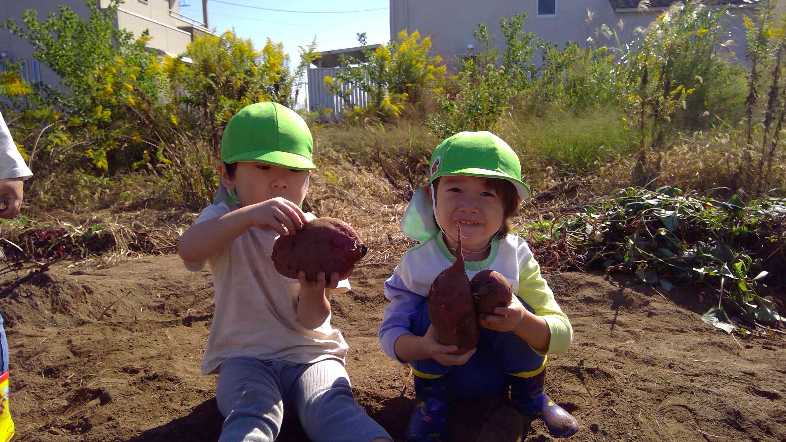 楽しいおいもほり