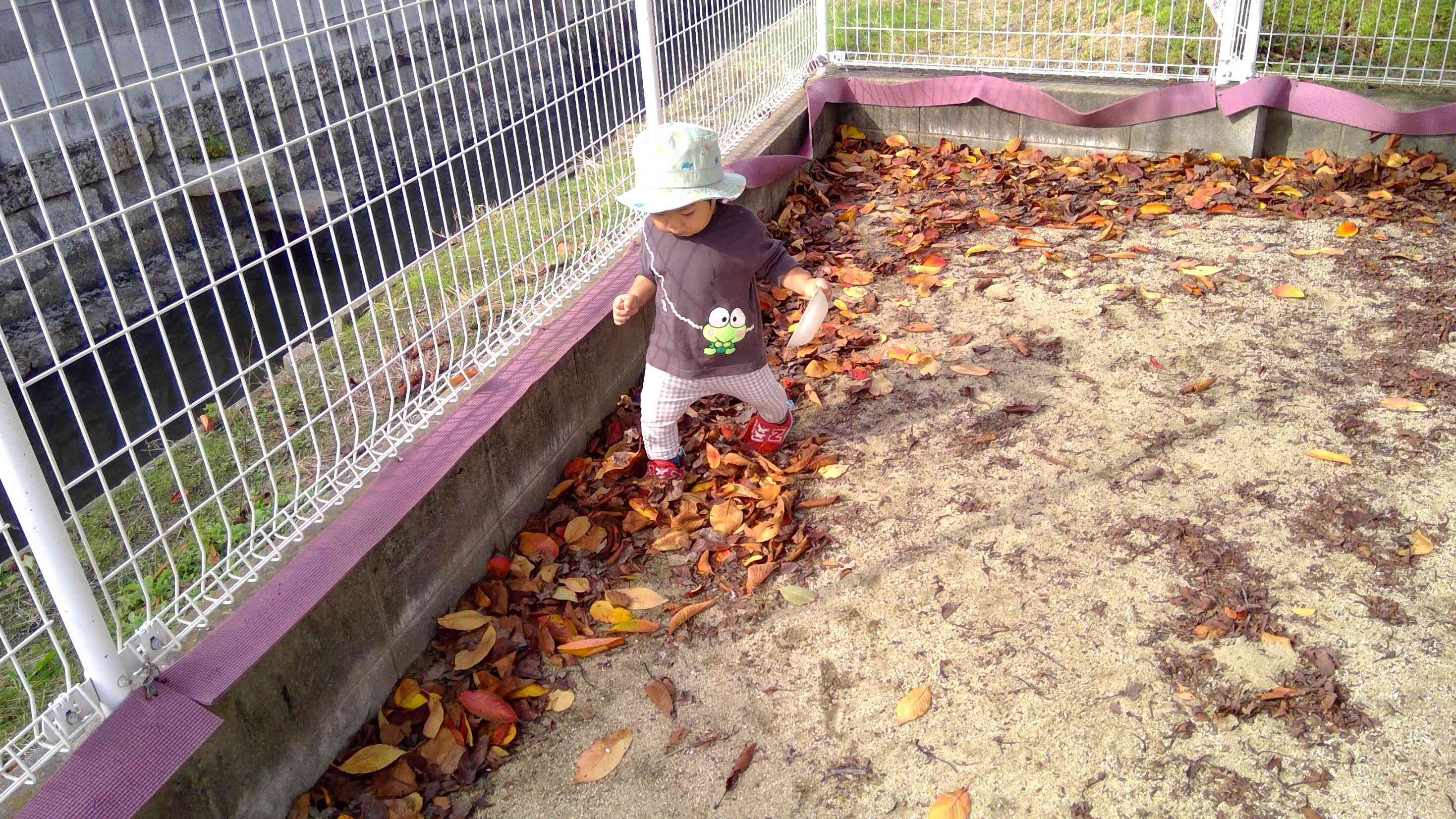 お兄さんの真似をして、落ち葉の上をサクサクと音を立てて歩くひよこぐみさん。