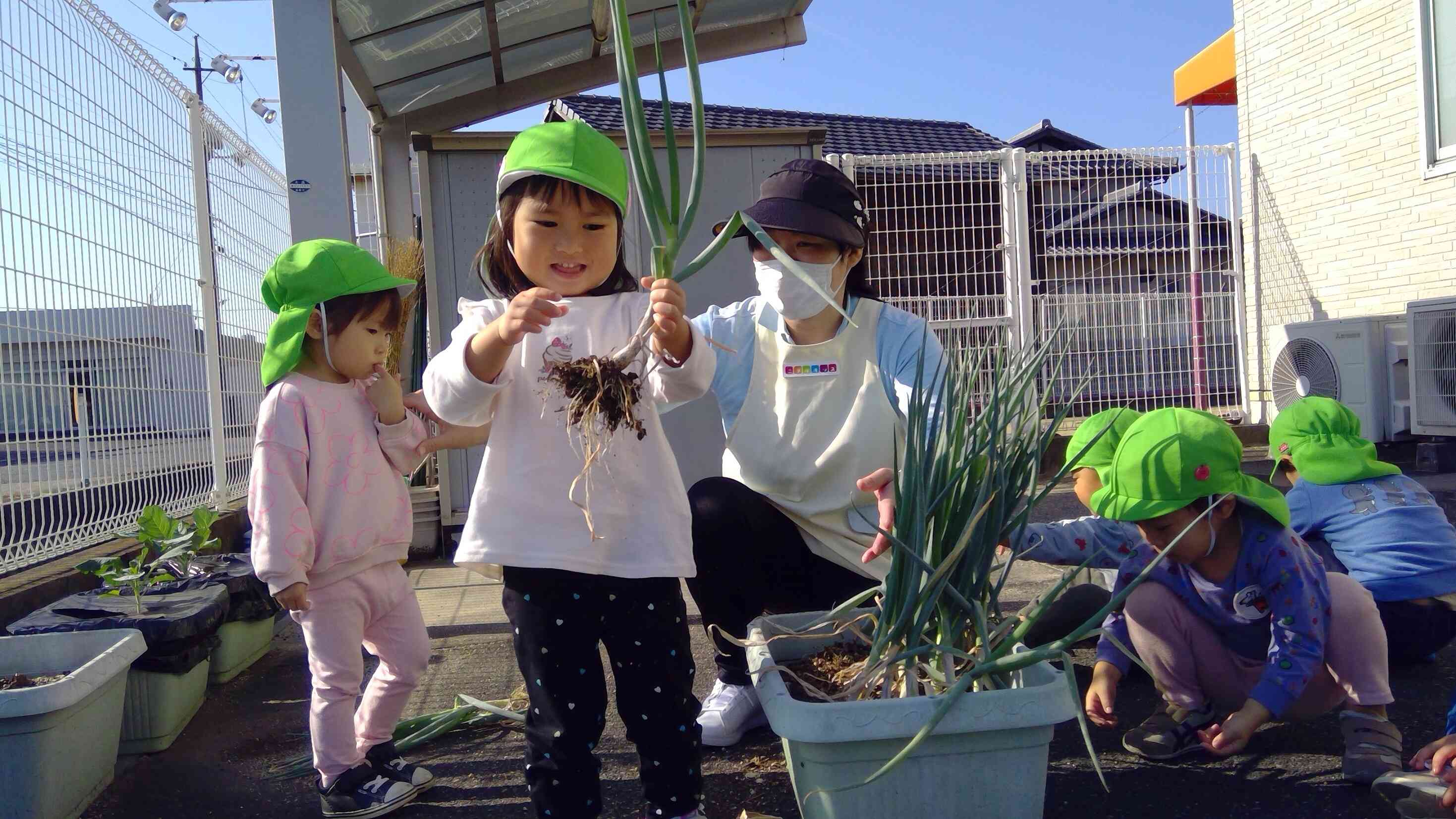 大きく立派に育ったネギの収穫