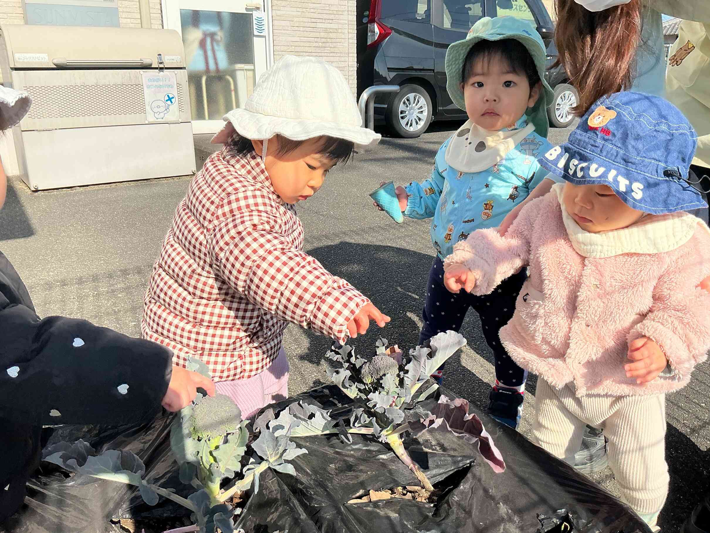 順番にブロッコリーをツンツンするひよこぐみさん。