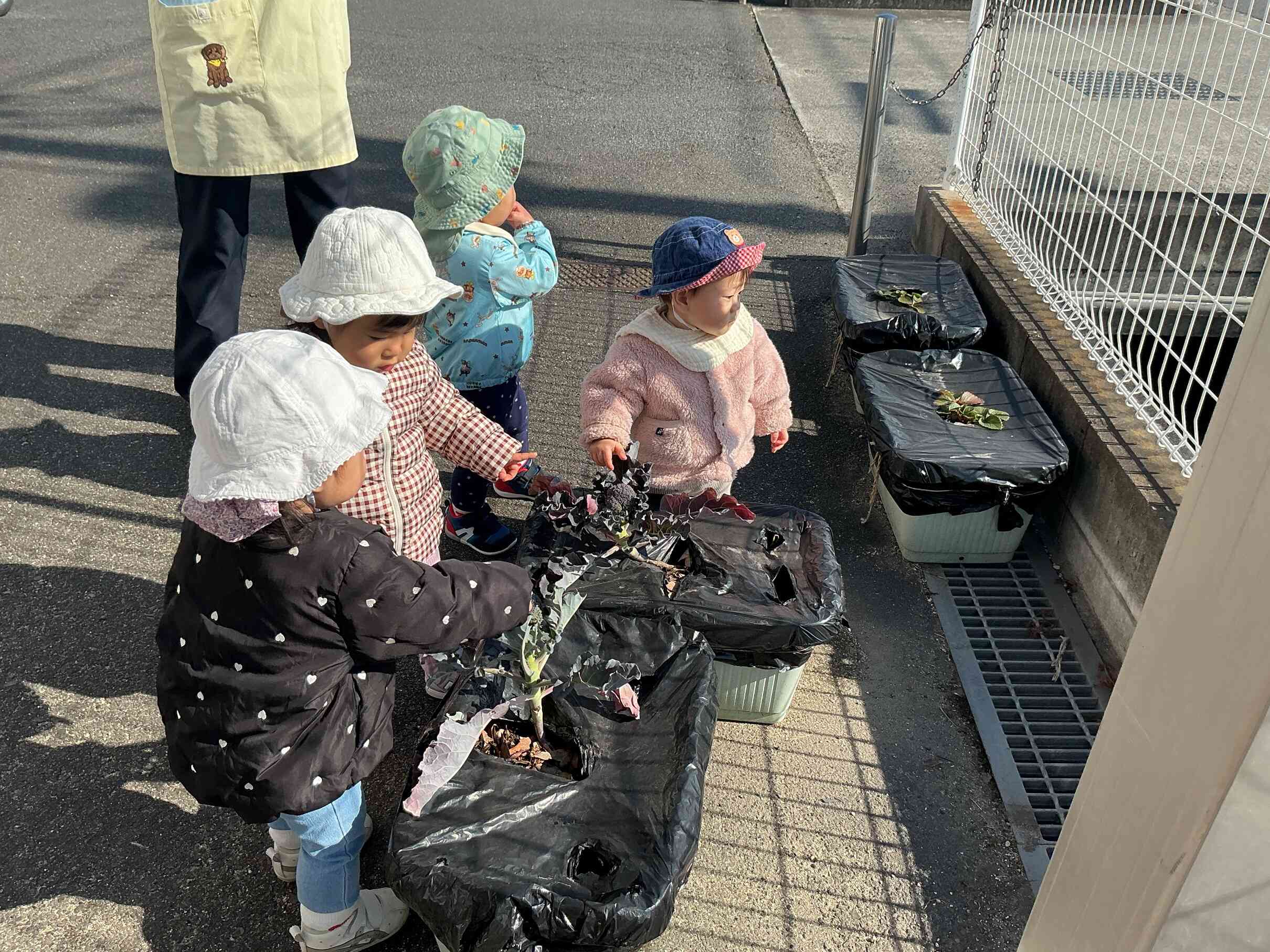 お水をいっぱいあげて、もう少し大きくなったら収穫しようね～。