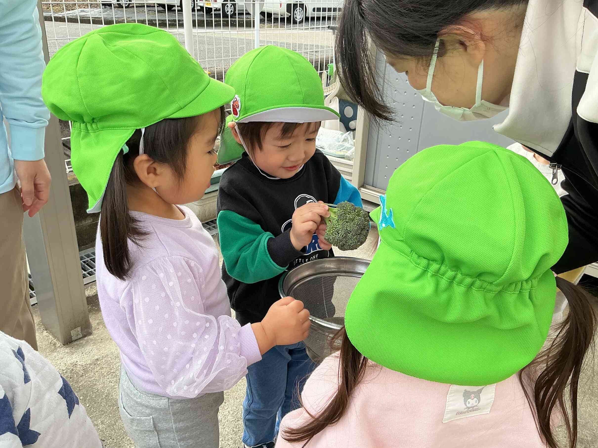 ブロッコリーの収穫したよ～