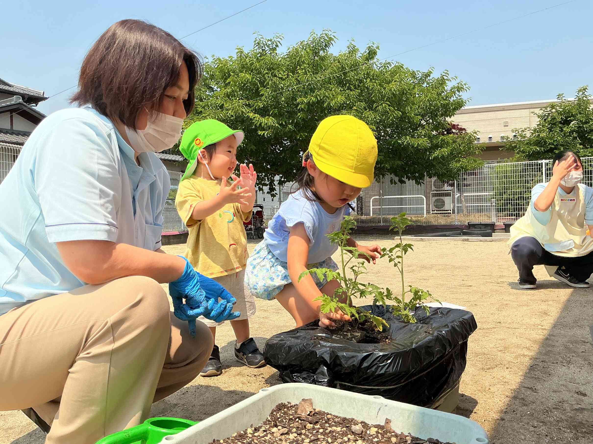 トマトの苗を植えよう