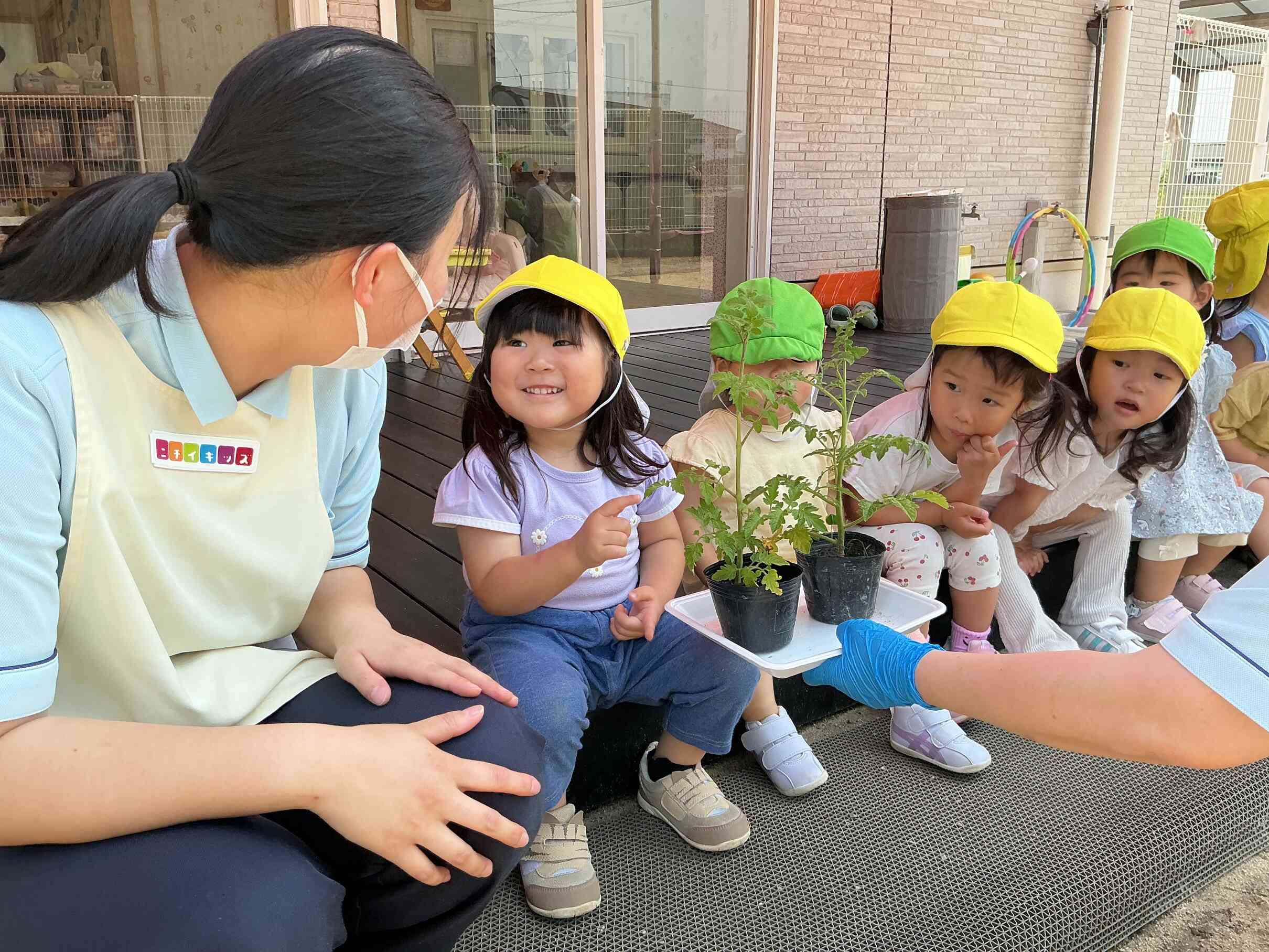 トマトの苗に触れてみよう