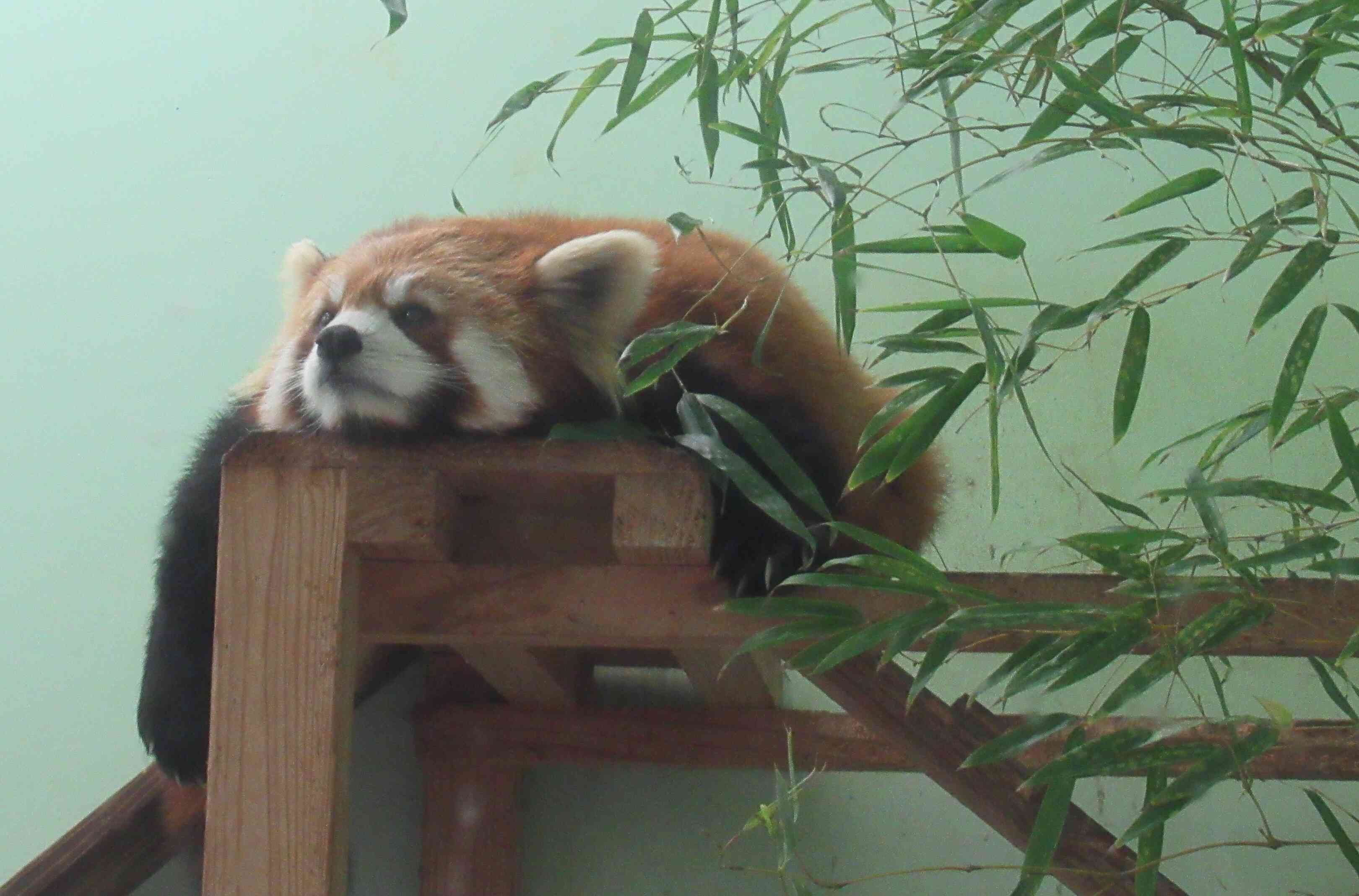 うさぎ組(2歳児)　遠足