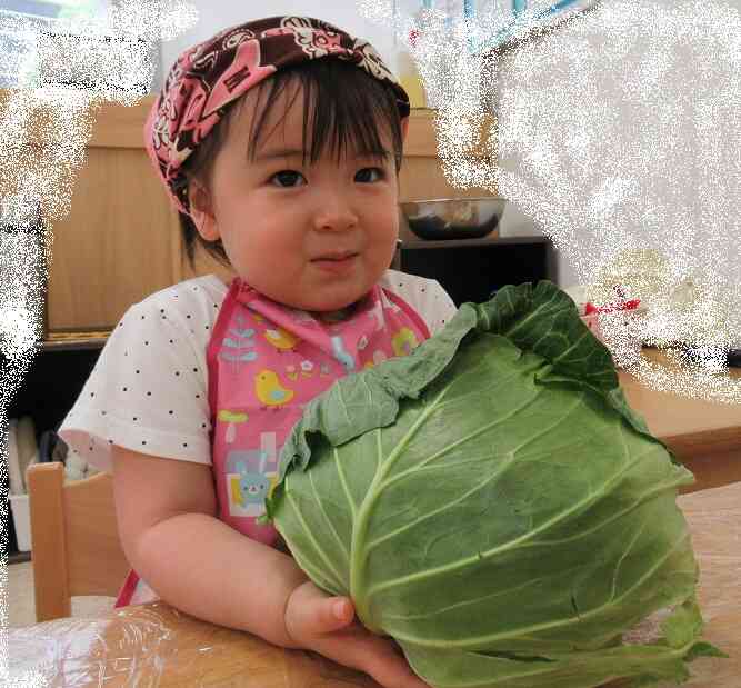 うさぎ組（２歳児）食育「キャベツちぎり」