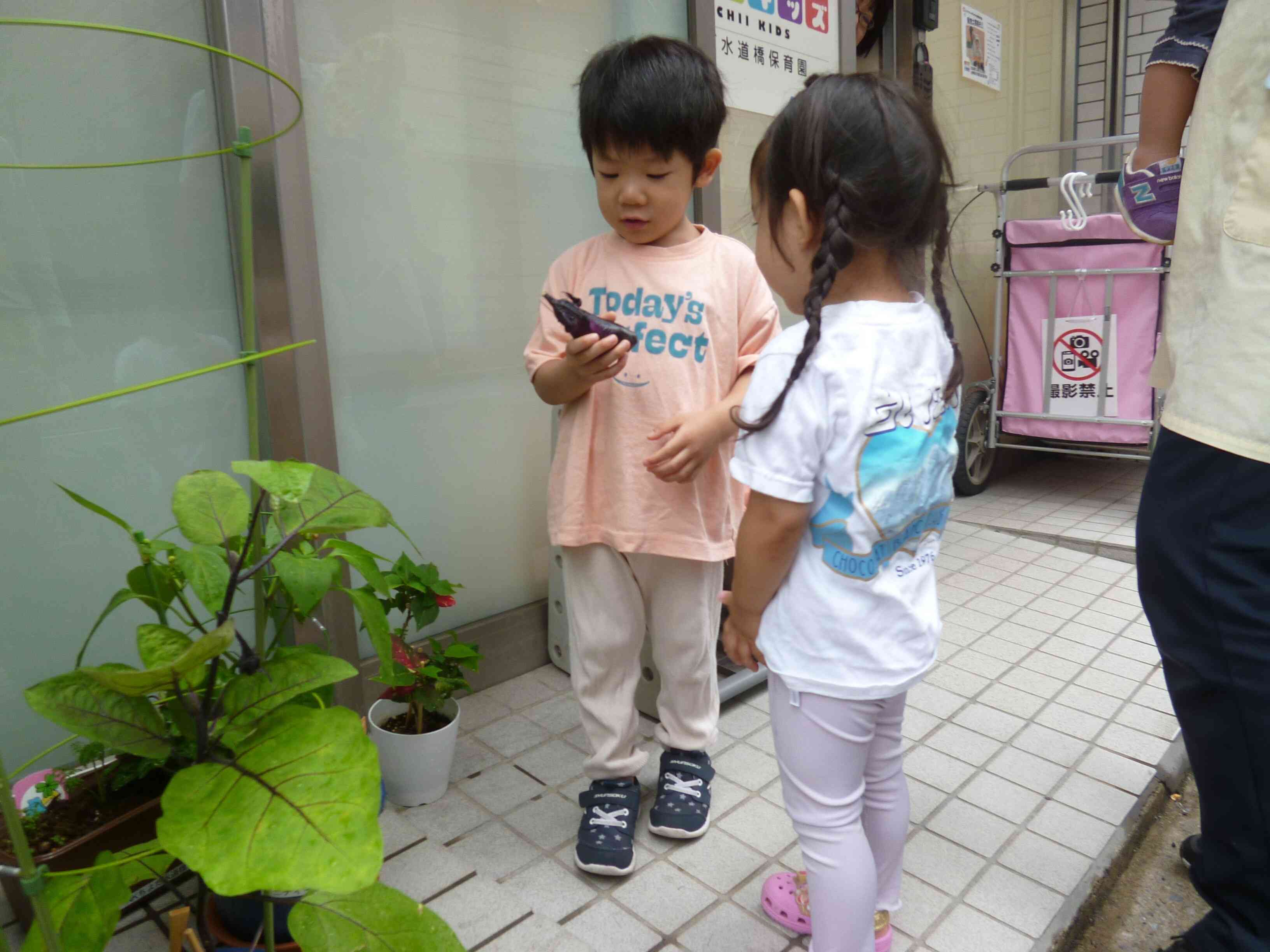 ナスの収穫！