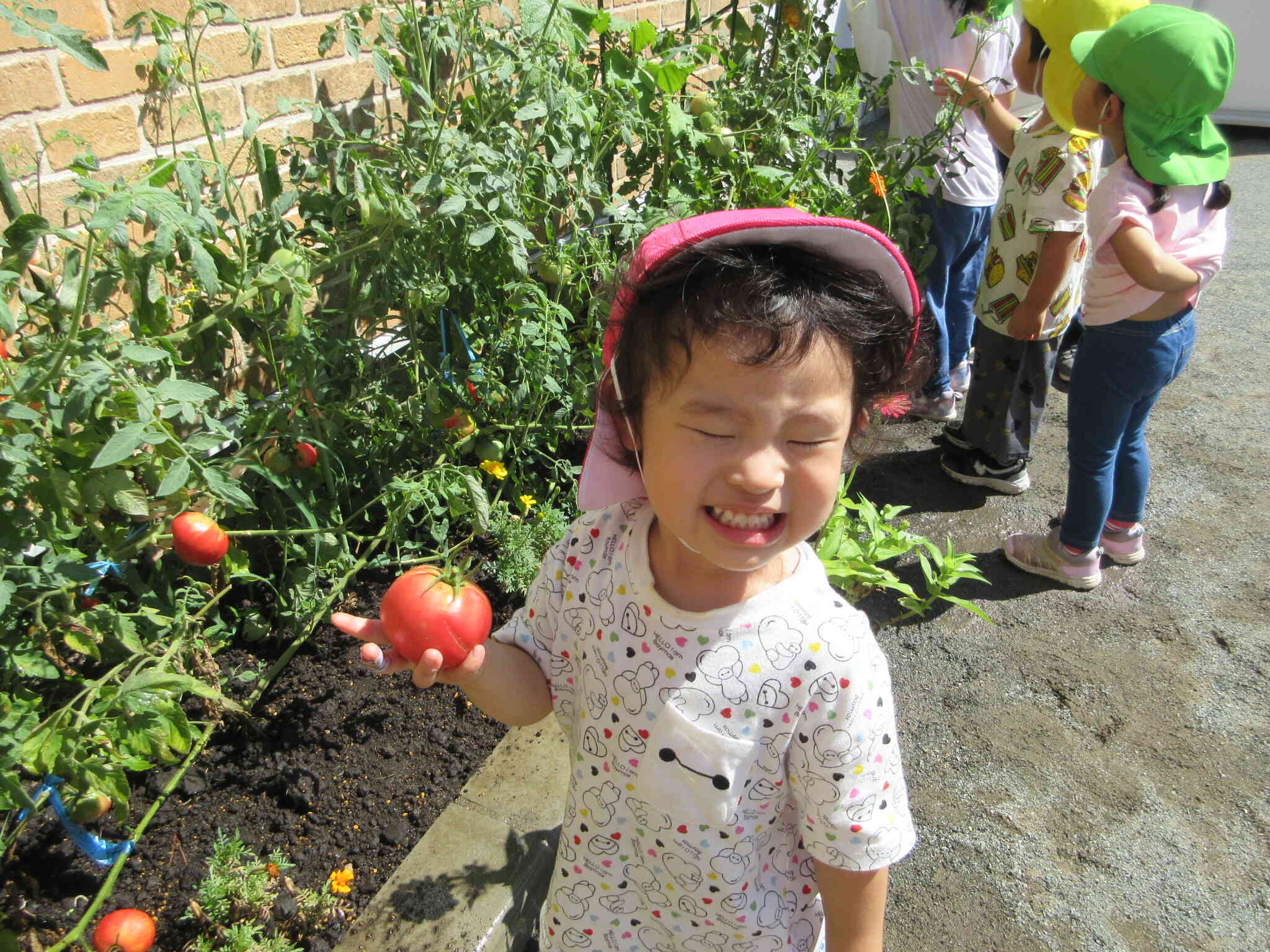私は大きなトマトを採ったよ！