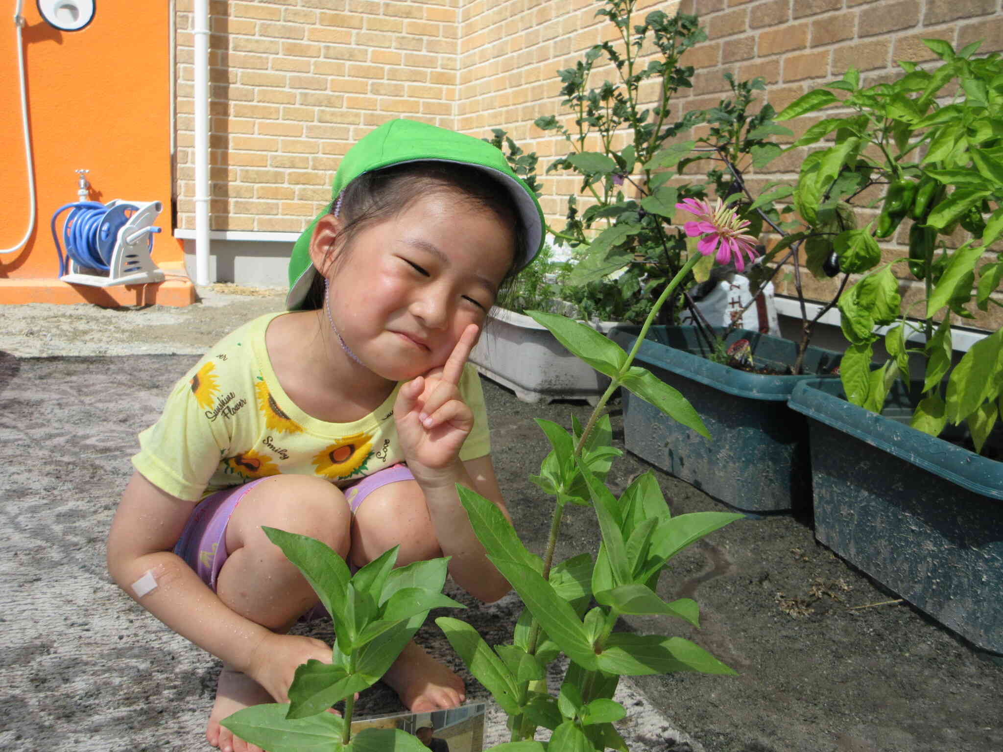 お家の人と植えた百日草も可愛いお花が咲いたよ