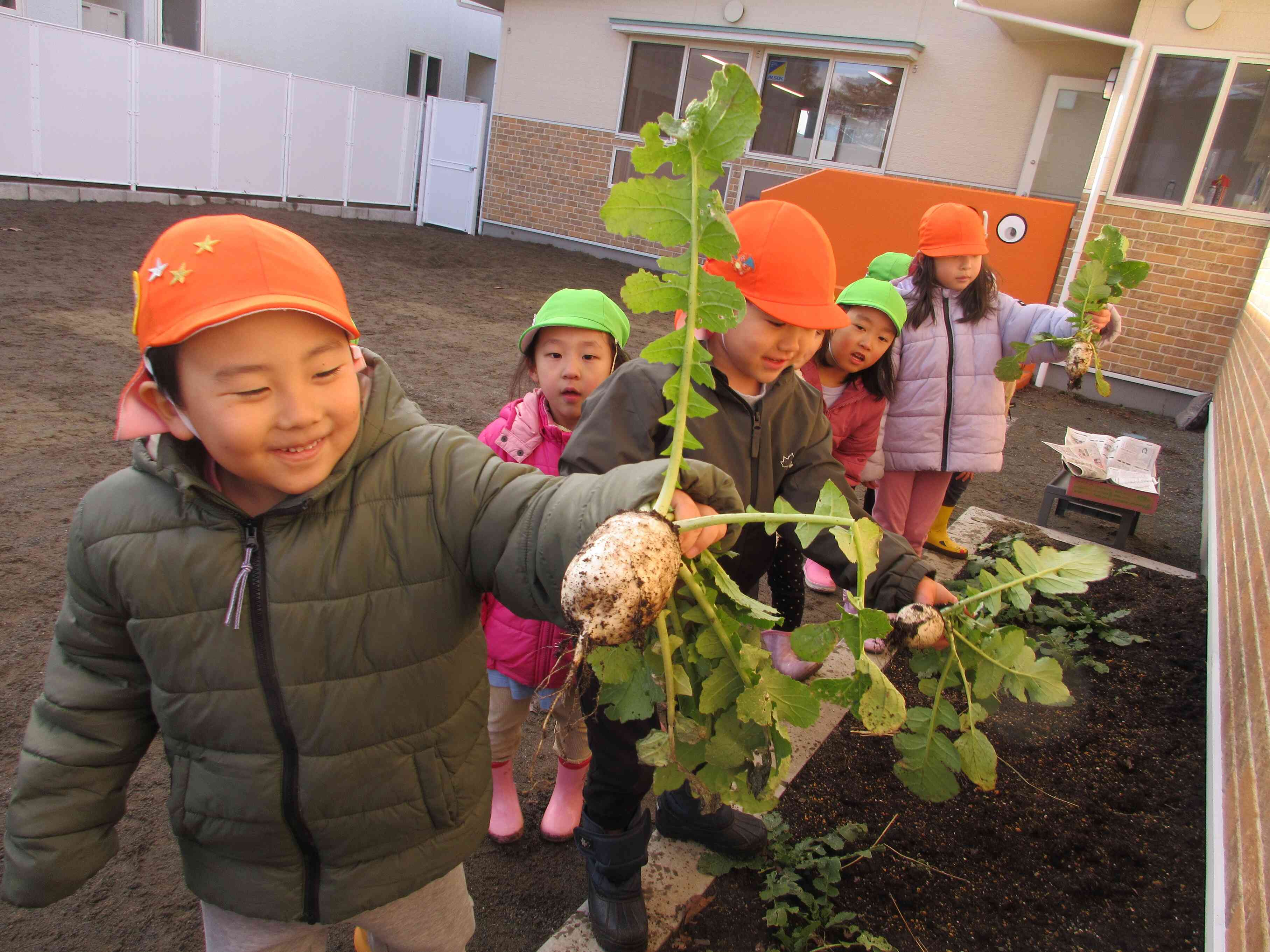 こんな大根採れたよ