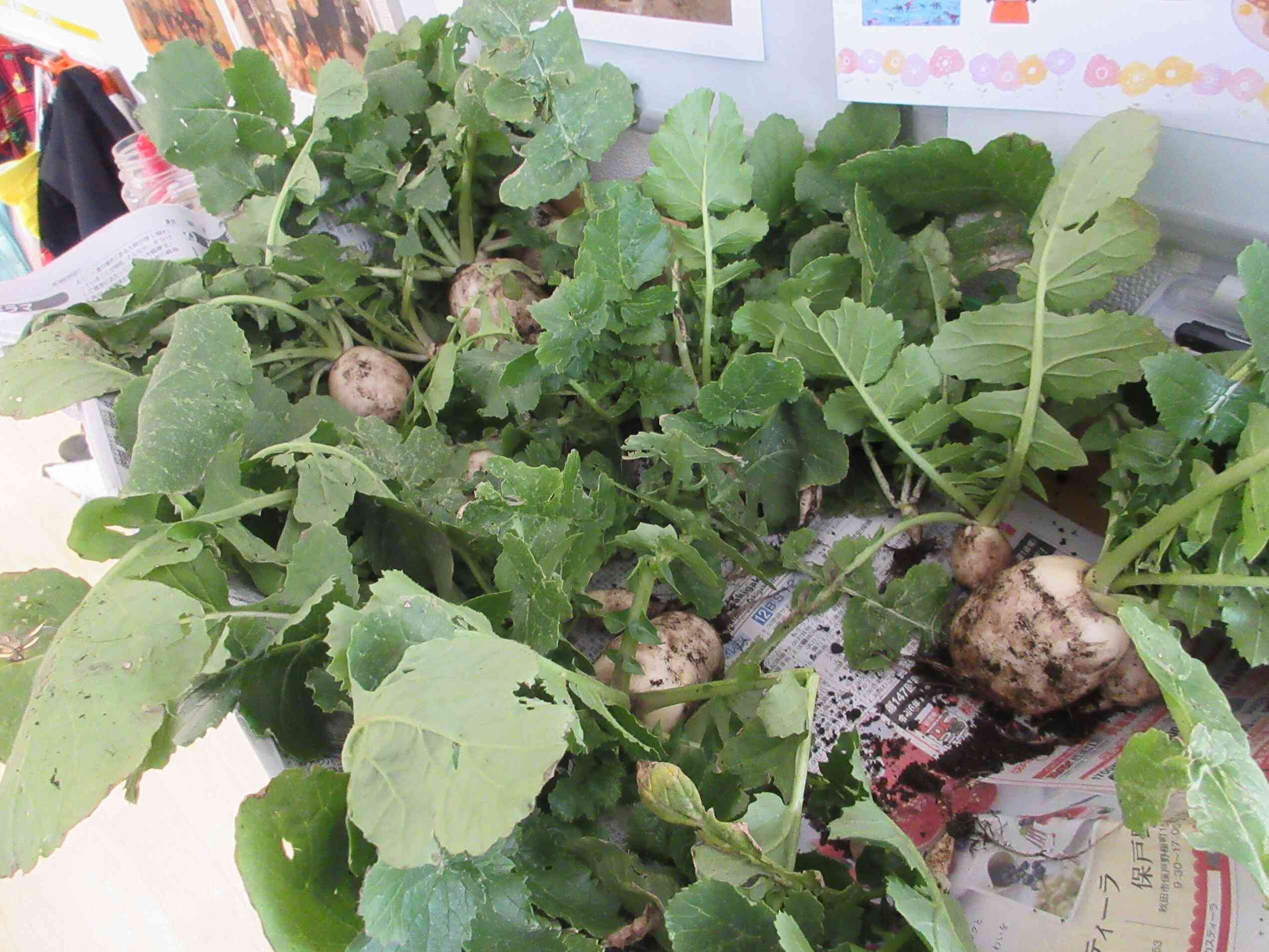 こんなにいっぱい取れたよ