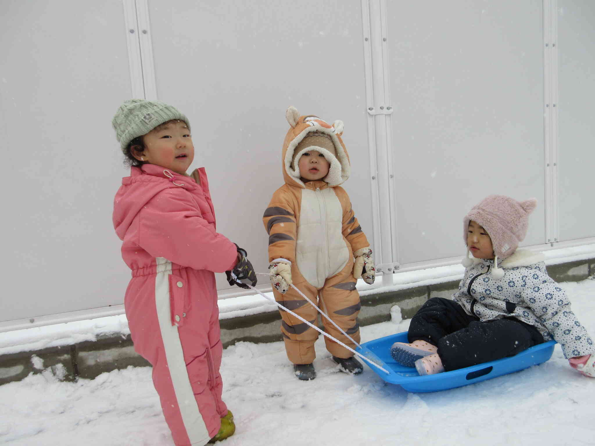 引っ張れるんだよ！と頑張っていました。