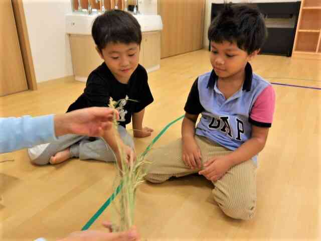 食育＊稲の成長～脱穀（だっこく）編～（4歳・5歳）