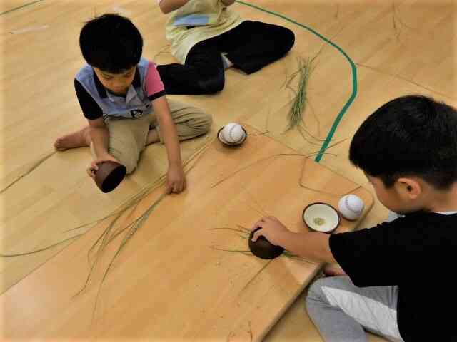 みんなで育てて、みんなで稲刈りした稲穂を脱穀（だっこく）します！