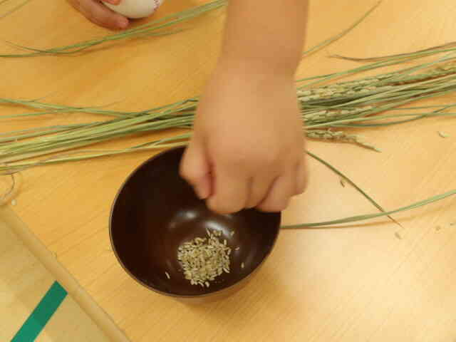 こんなに玄米が取れました！