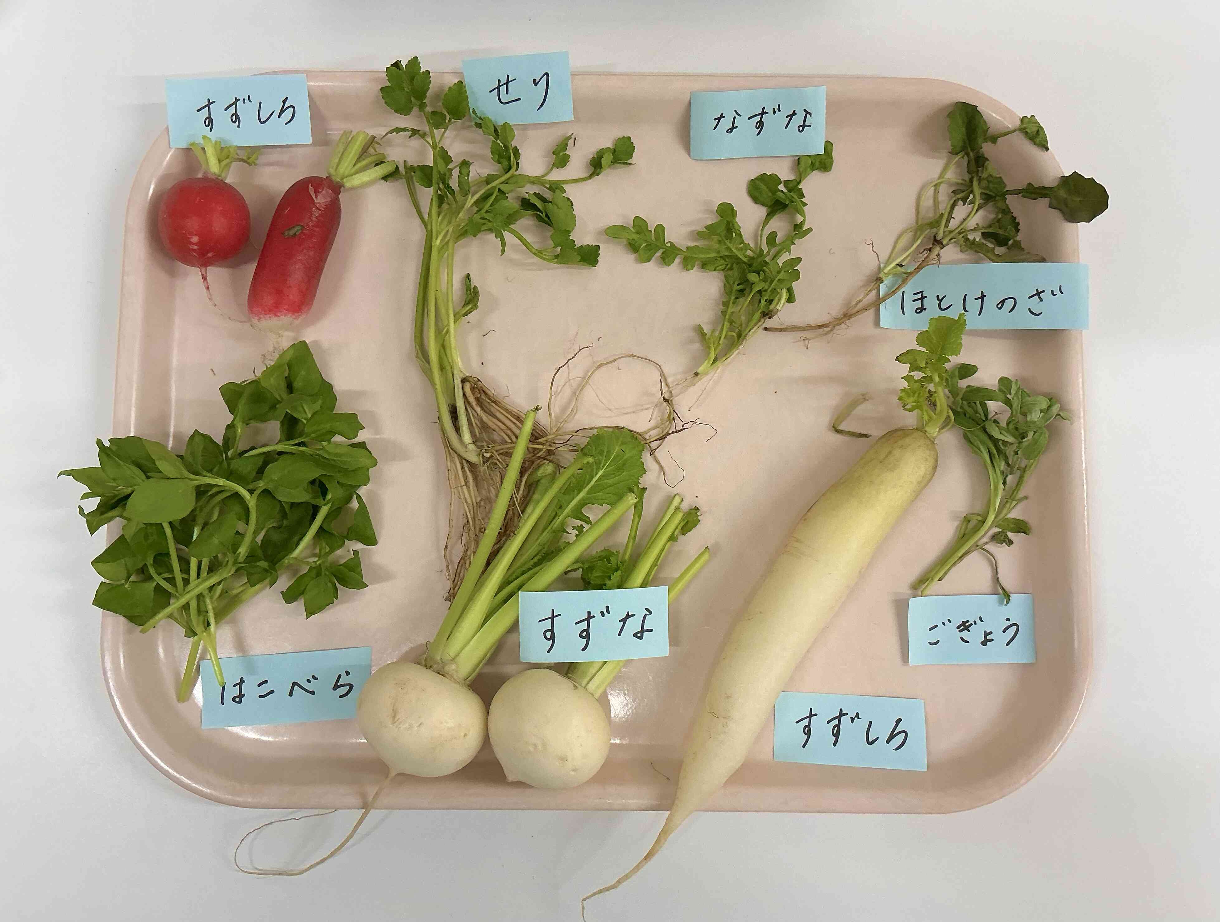 食育＊春の七草②　（３歳・４歳・５歳）
