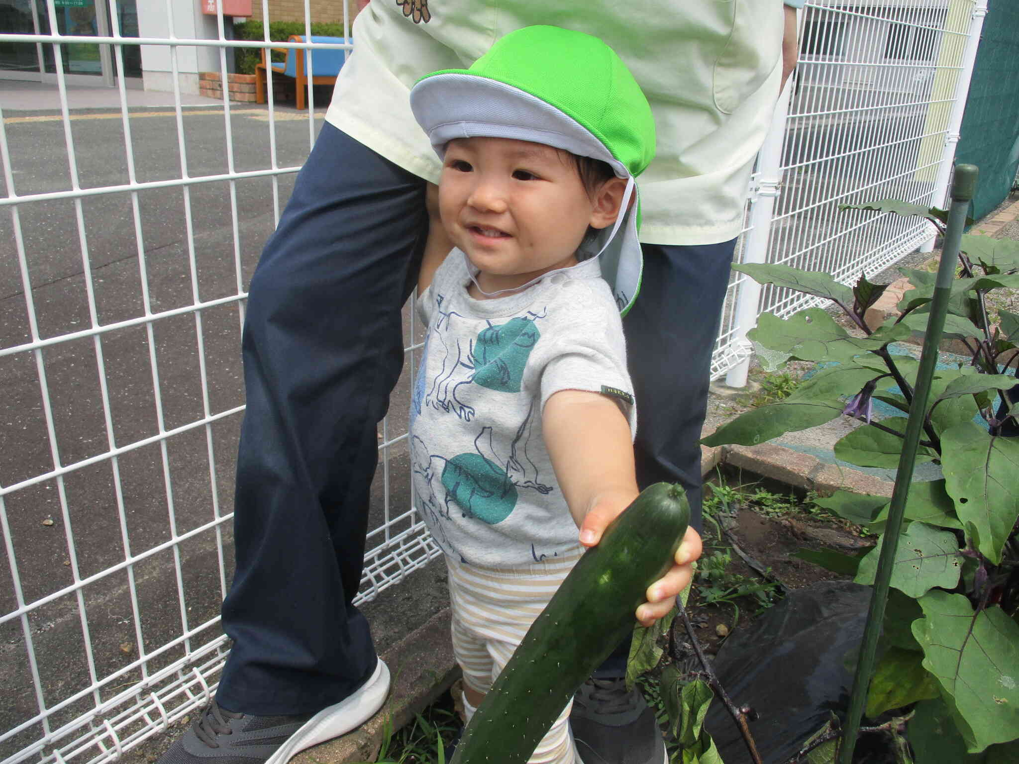 夏野菜の収穫