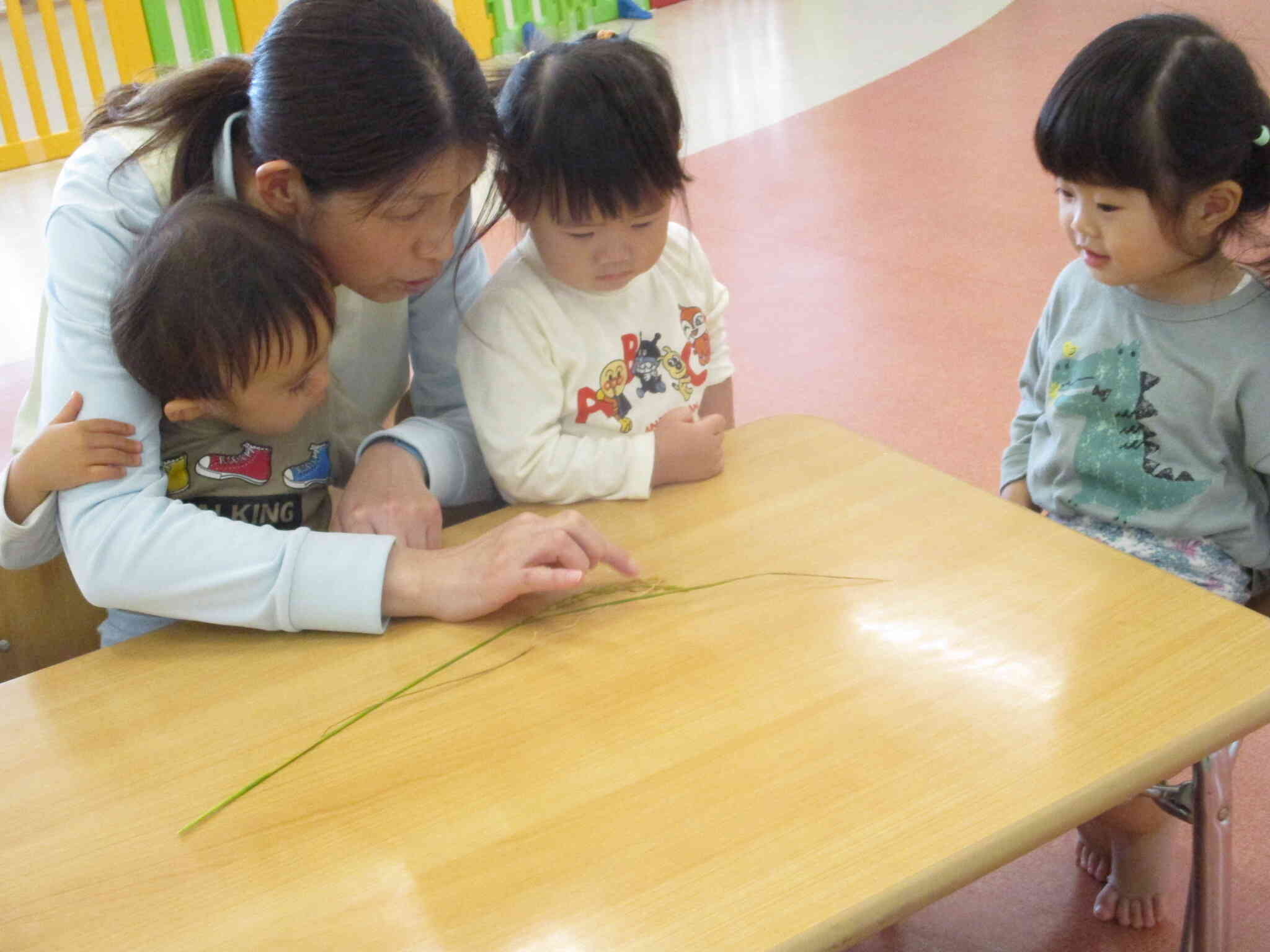 稲をじっくり観察